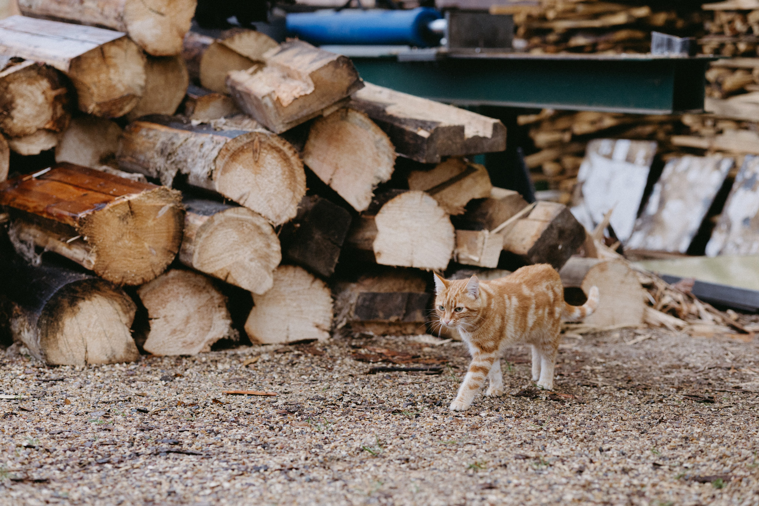 Новые земли. Про любовь