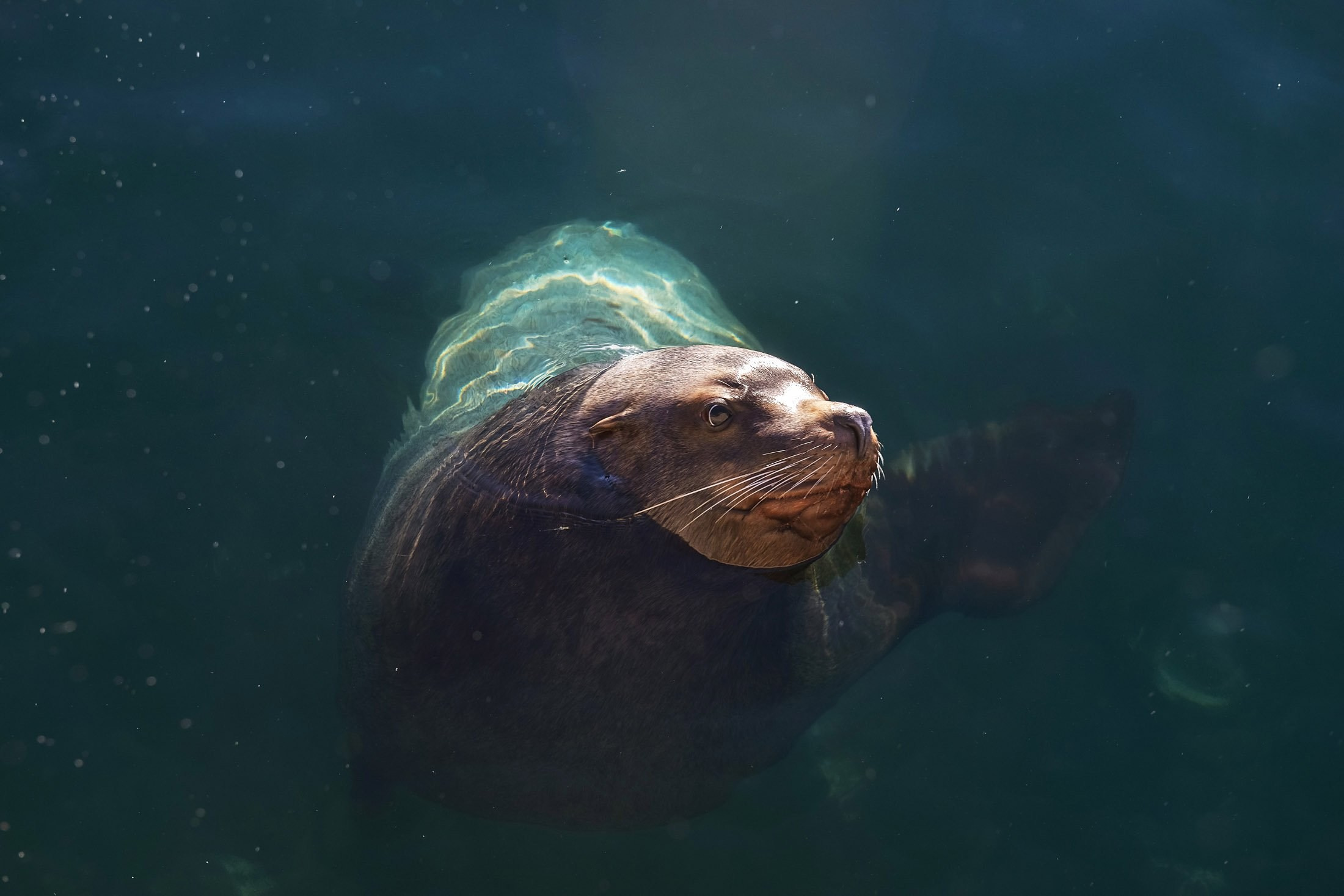 Сивучи, морские львы, природа Камчатки