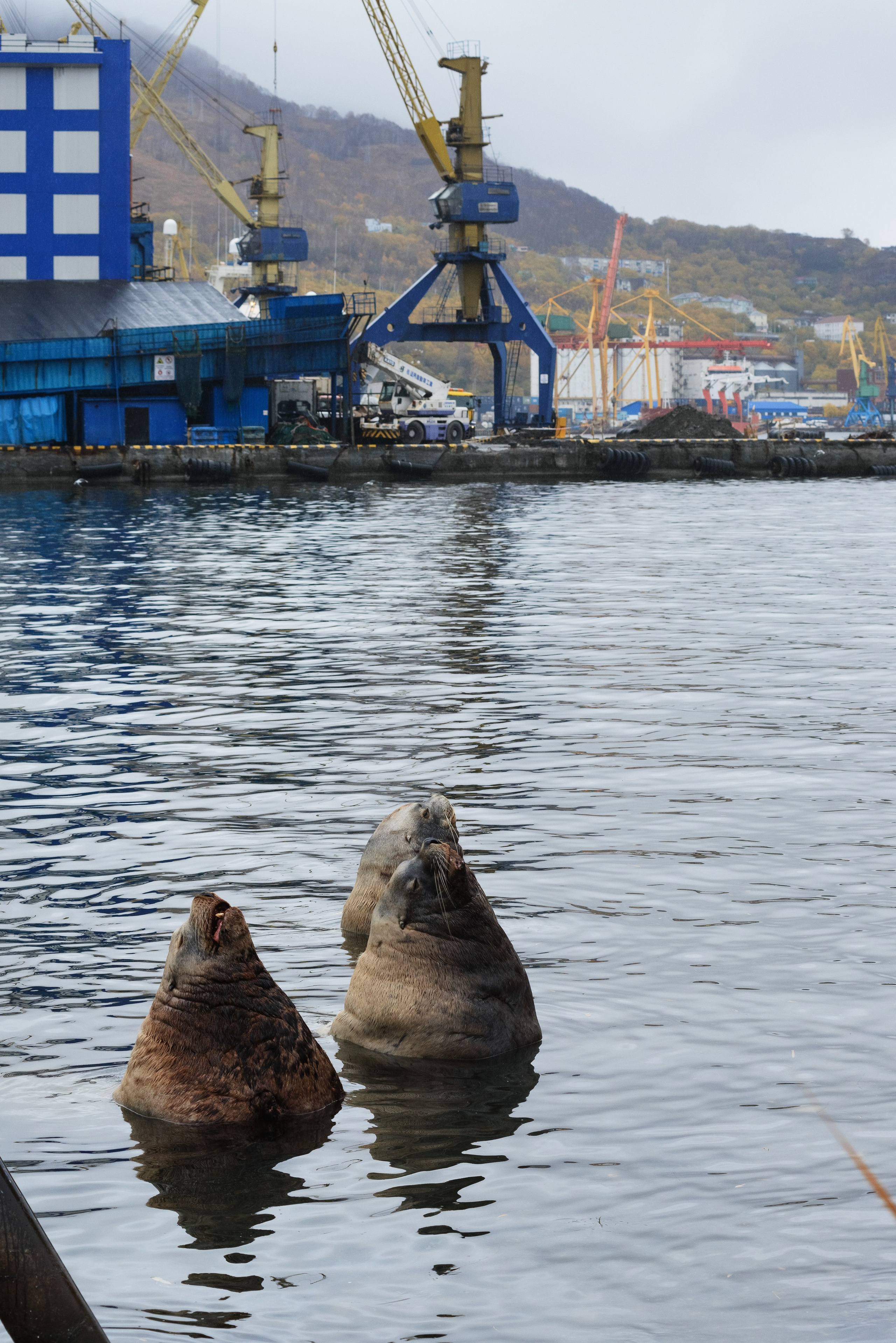 Сивучи, морские львы, природа Камчатки