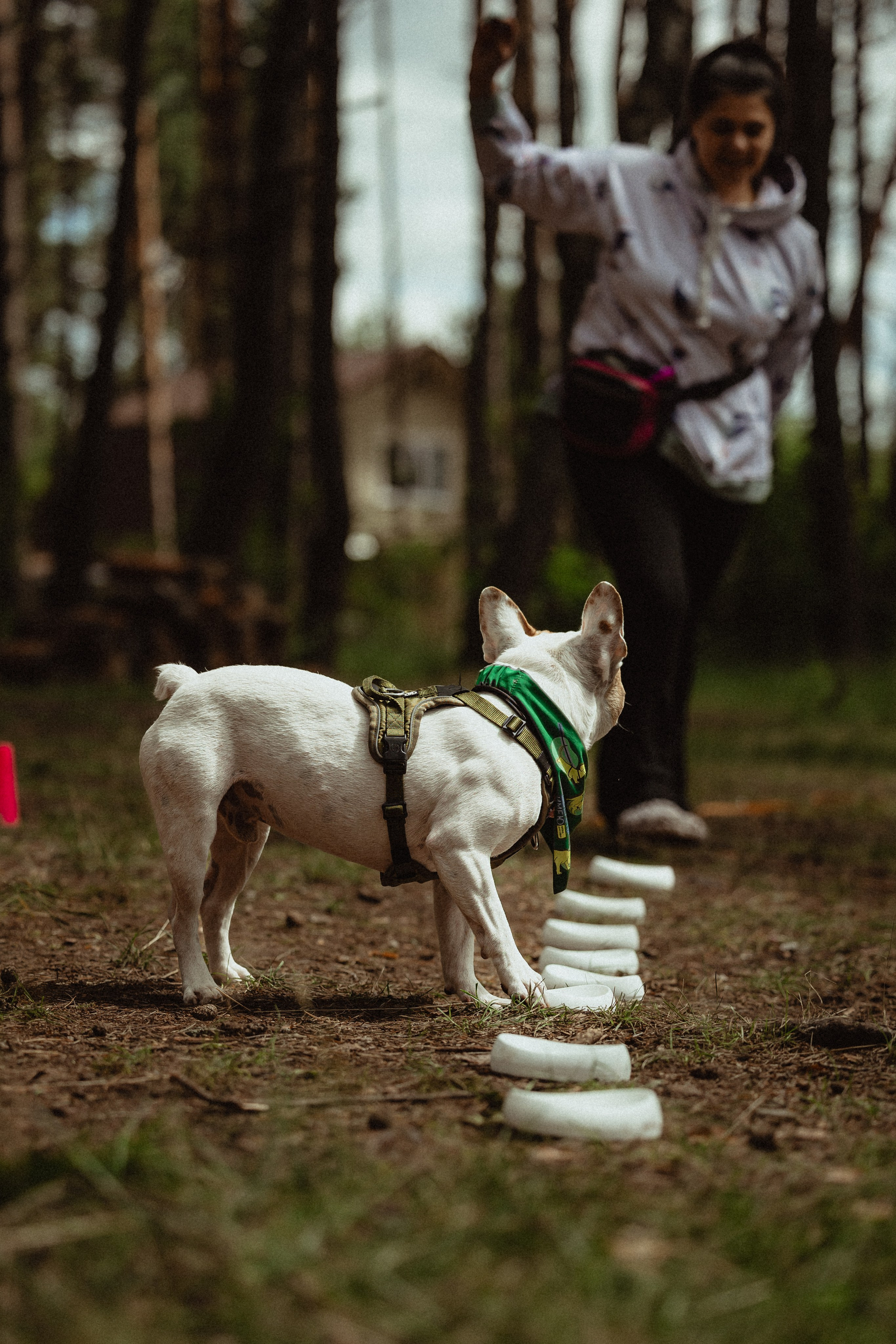 Выездной дог-тренинг от школы «Шерсть имею»