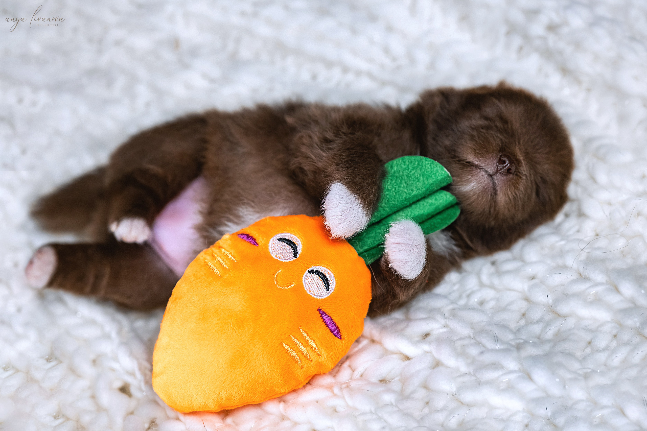 Шпицулики. Фотограф анималист Аня Ливанова | Рыбинск