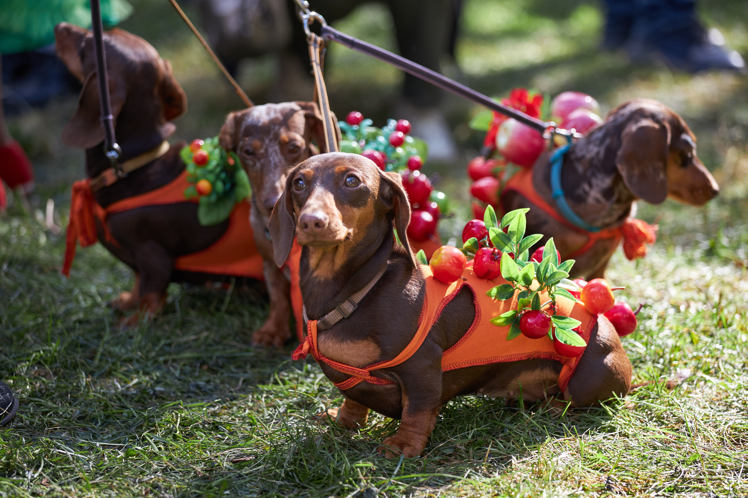 Фотосессии с домашними питомцами