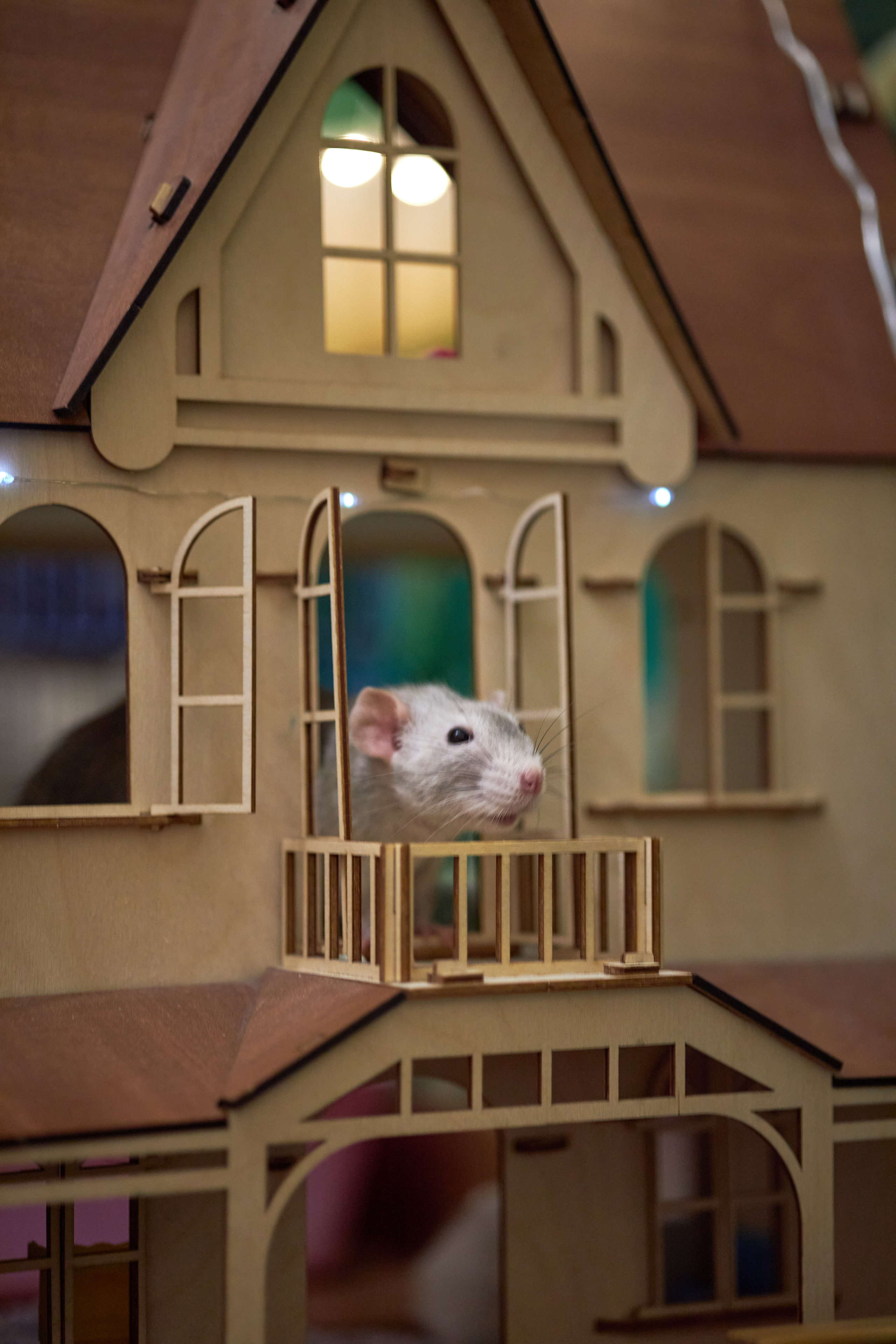 Фотосессии с домашними питомцами