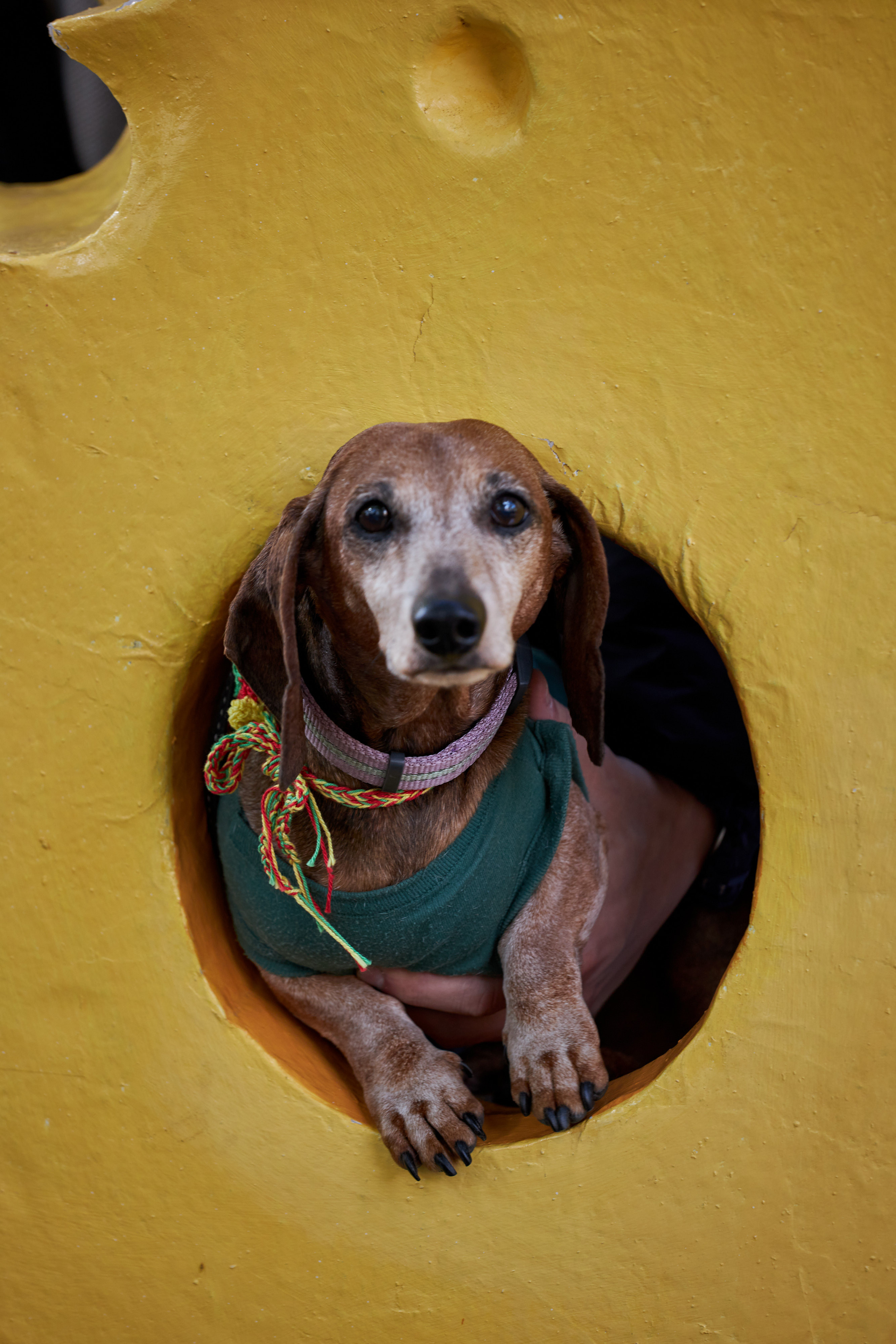 Фотосессии с домашними питомцами