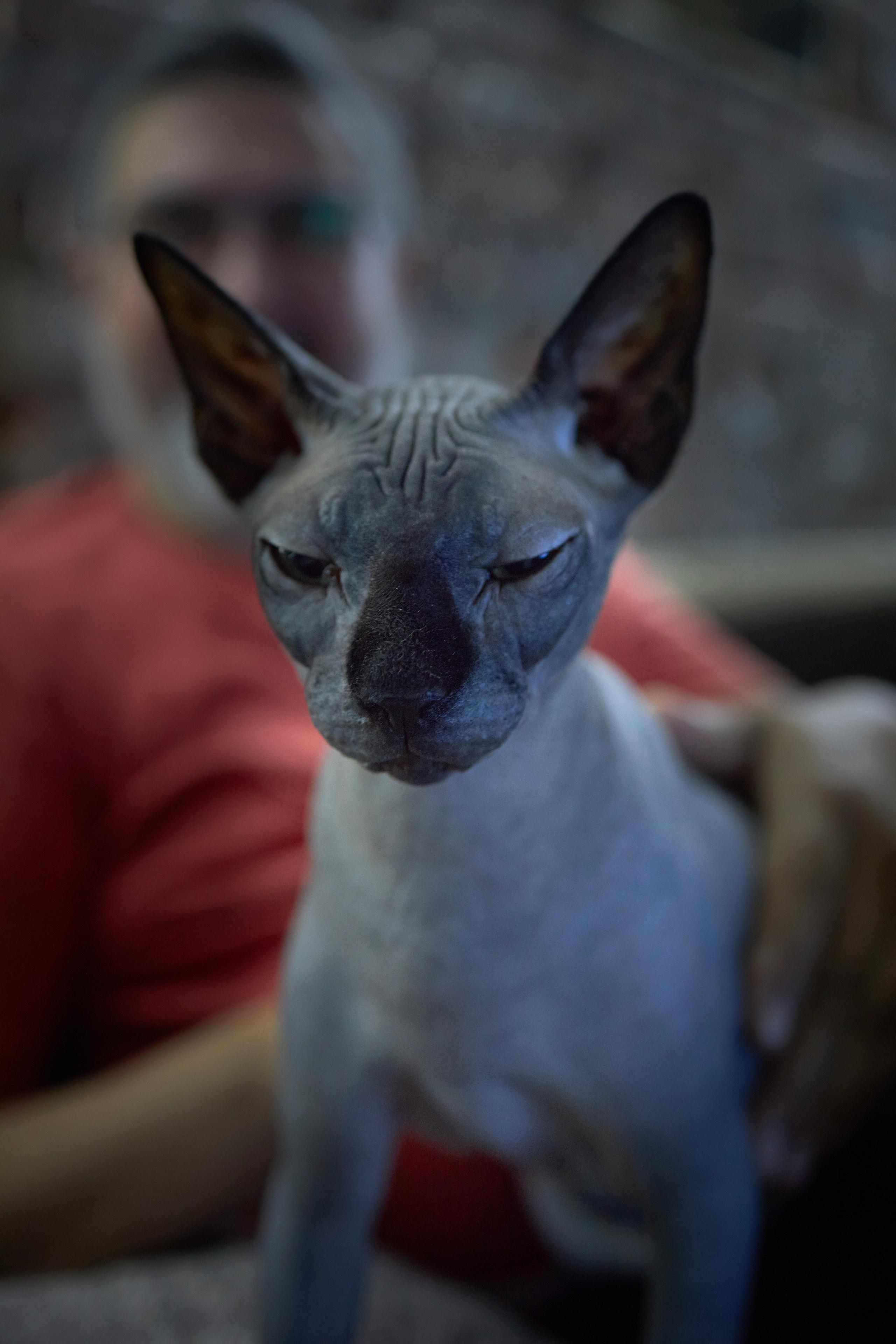 Фотосессии с домашними питомцами