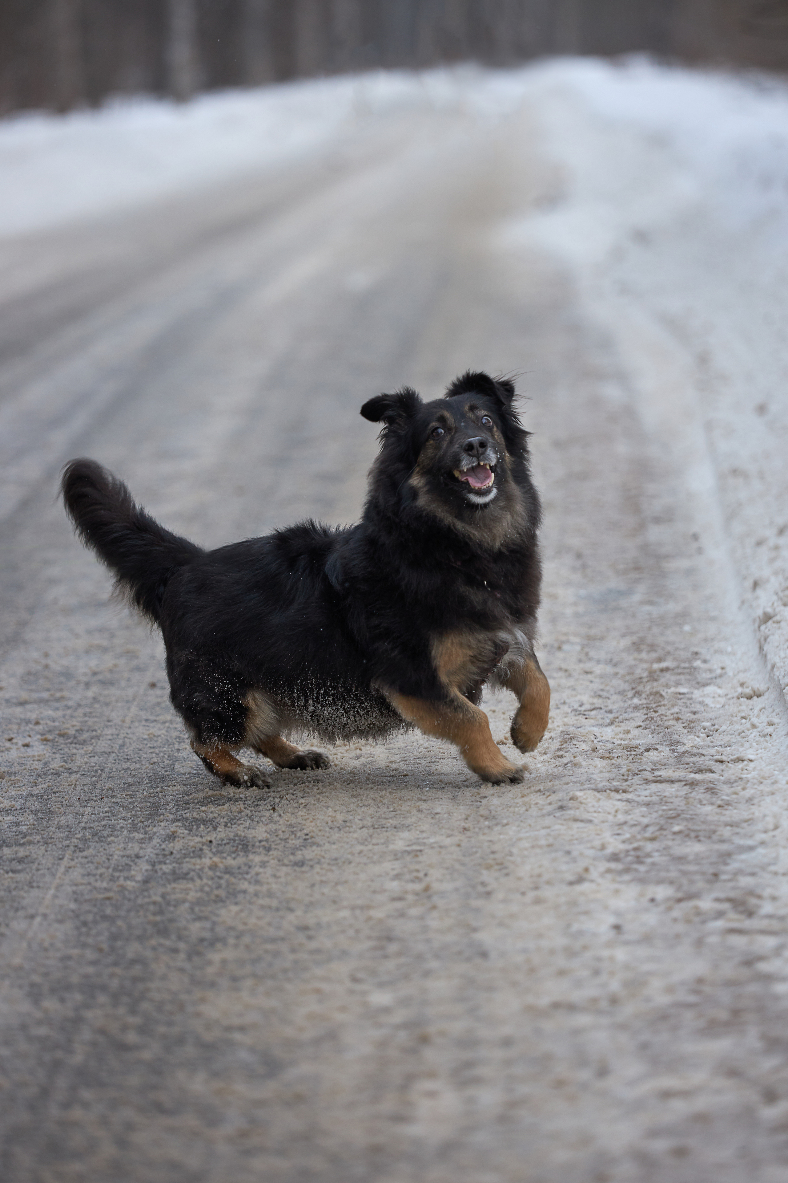 Фотосессии с домашними питомцами