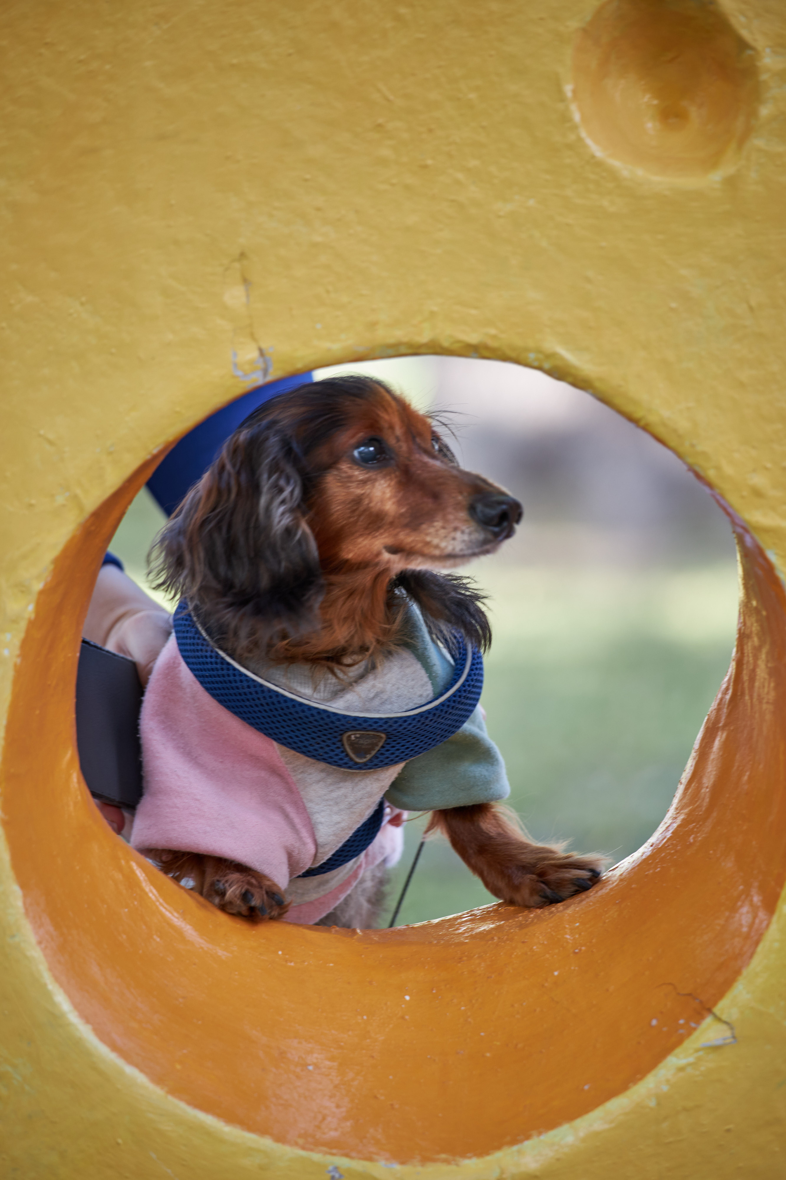 Фотосессии с домашними питомцами