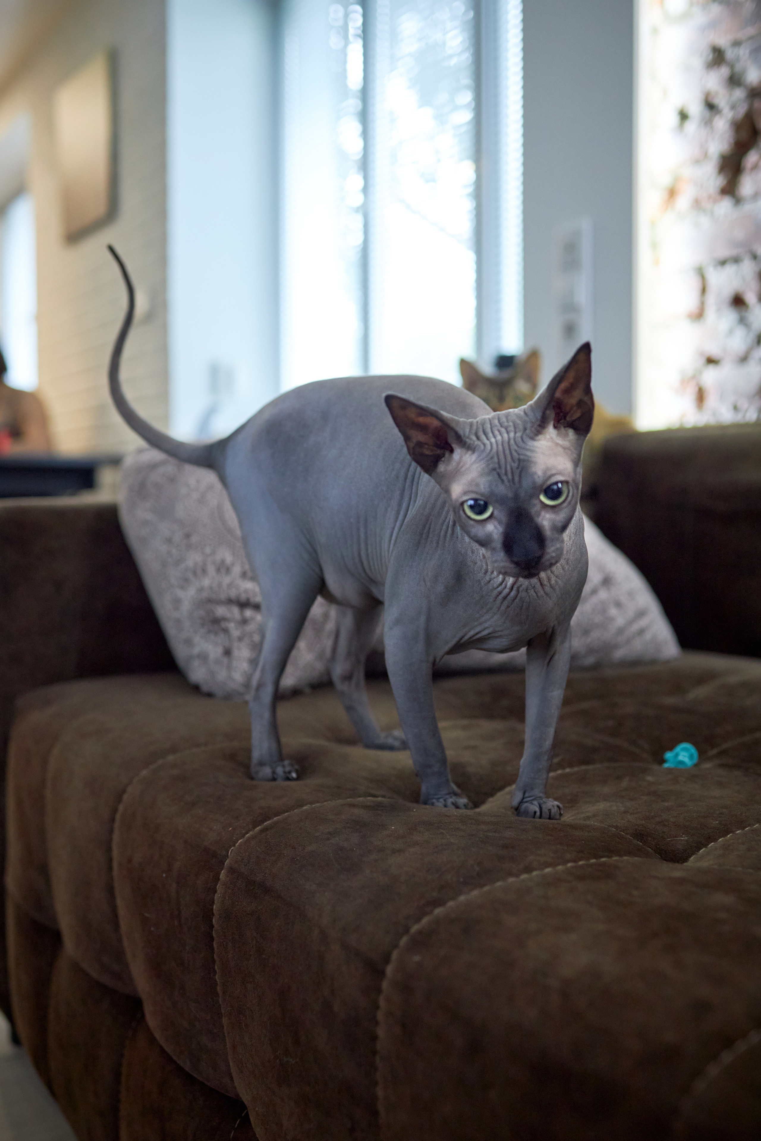 Фотосессии с домашними питомцами