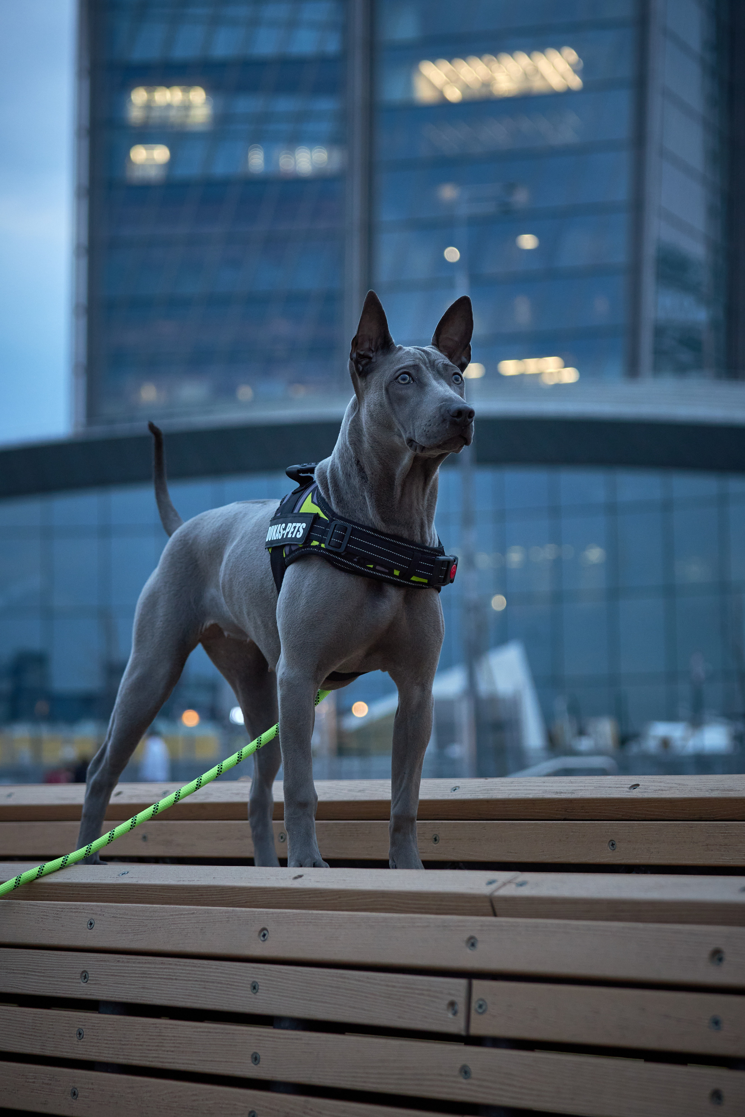 Фотосессии с домашними питомцами