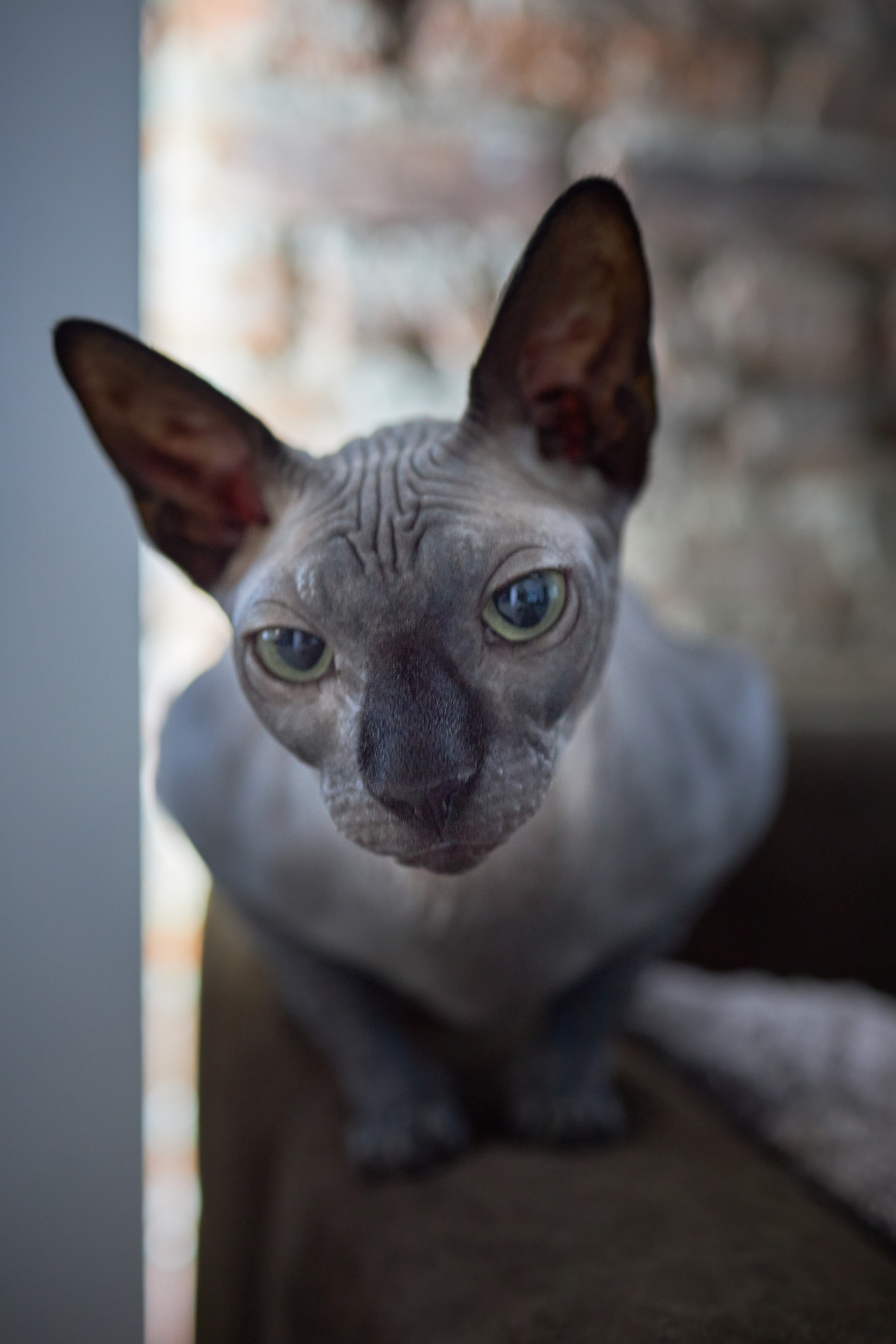 Фотосессии с домашними питомцами