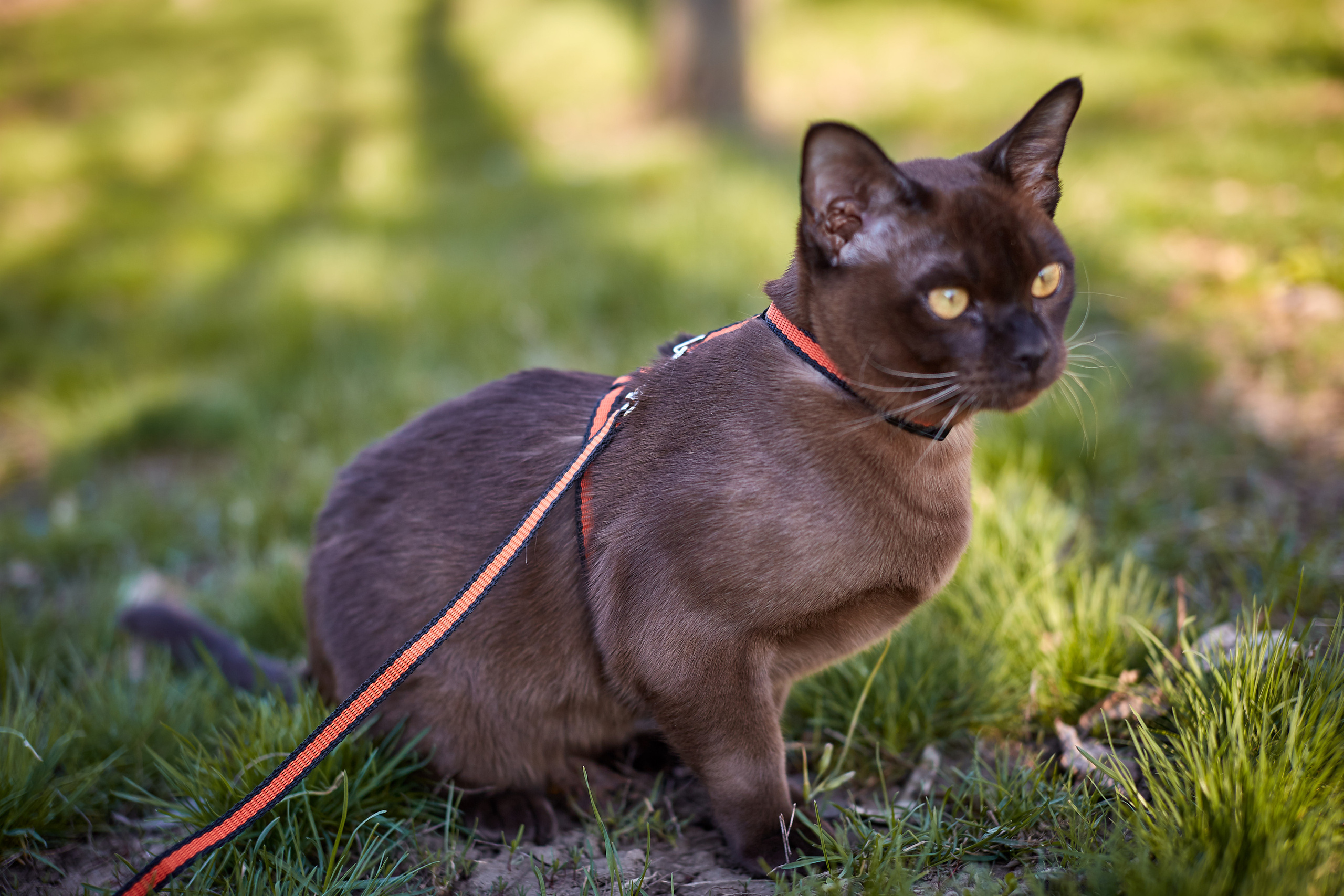 Фотосессии с домашними питомцами