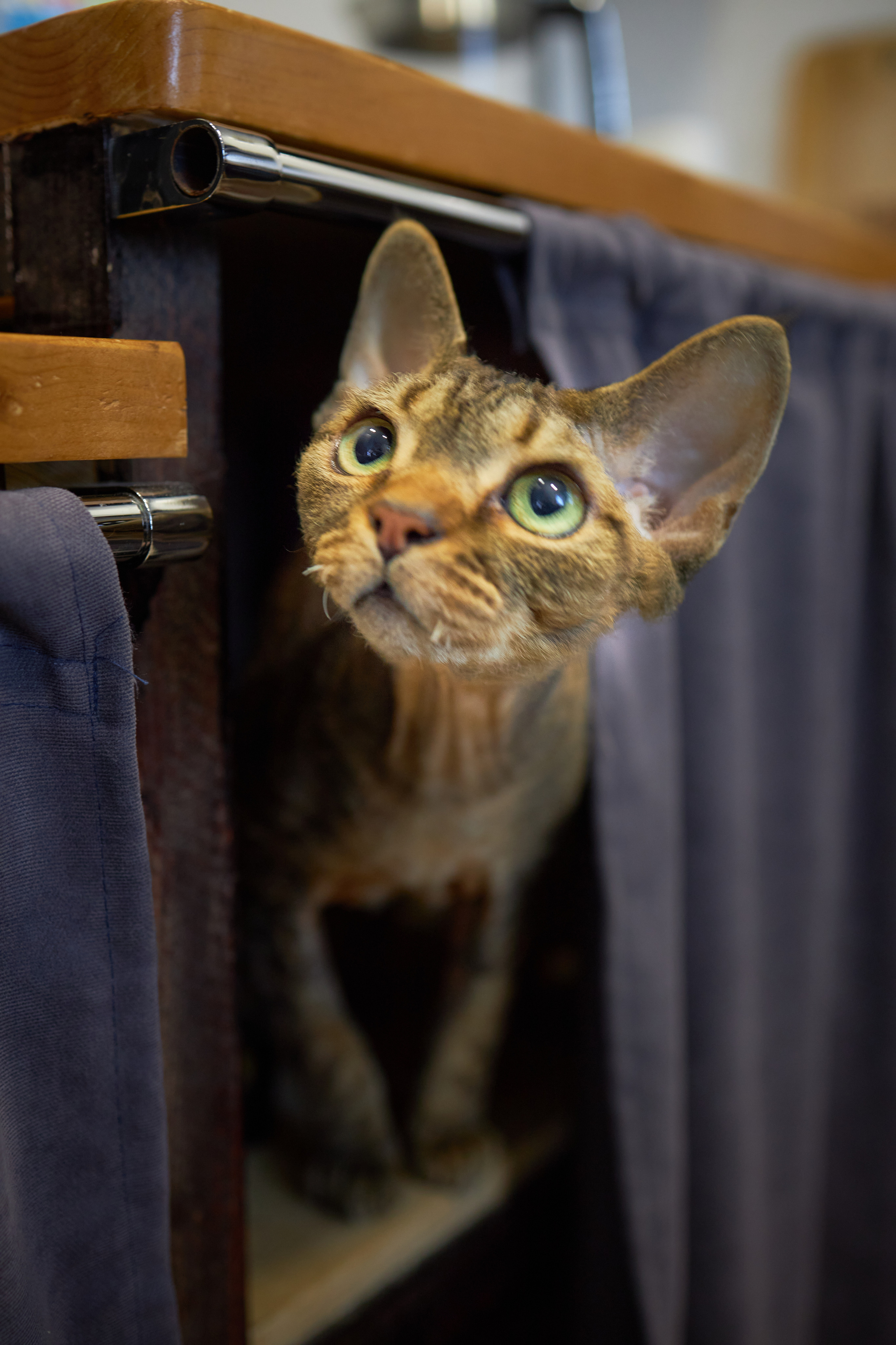 Фотосессии с домашними питомцами