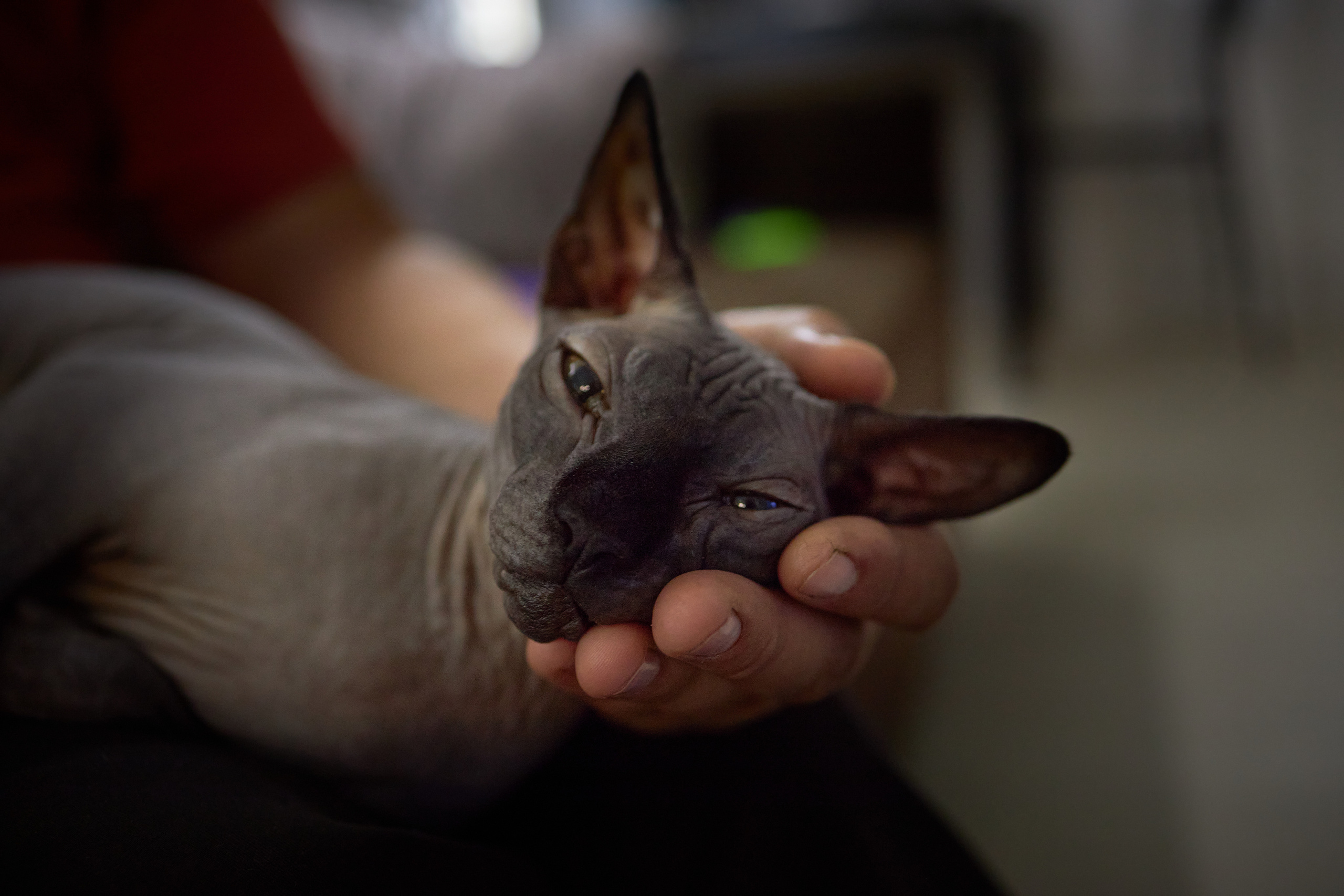 Фотосессии с домашними питомцами