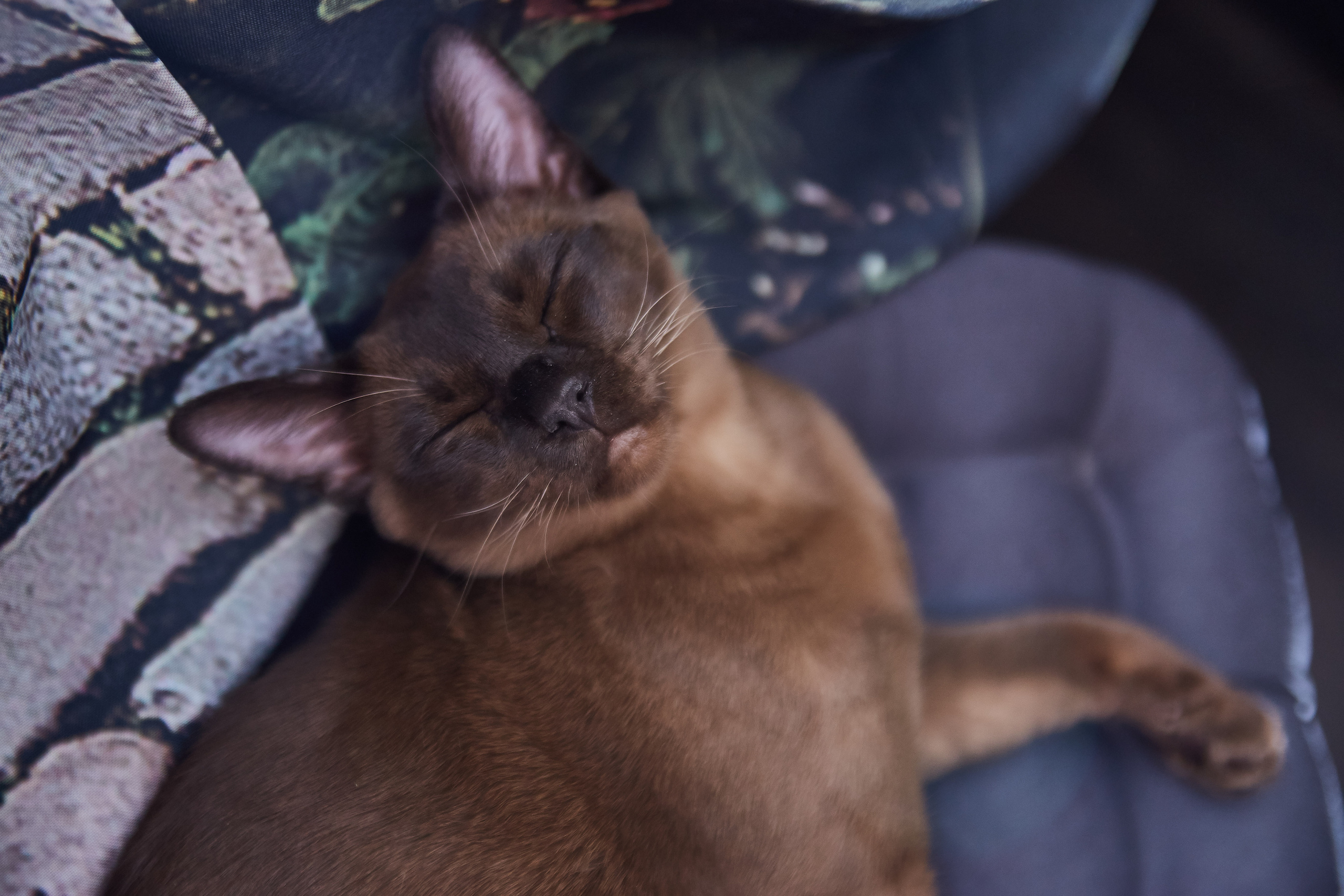 Фотосессии с домашними питомцами