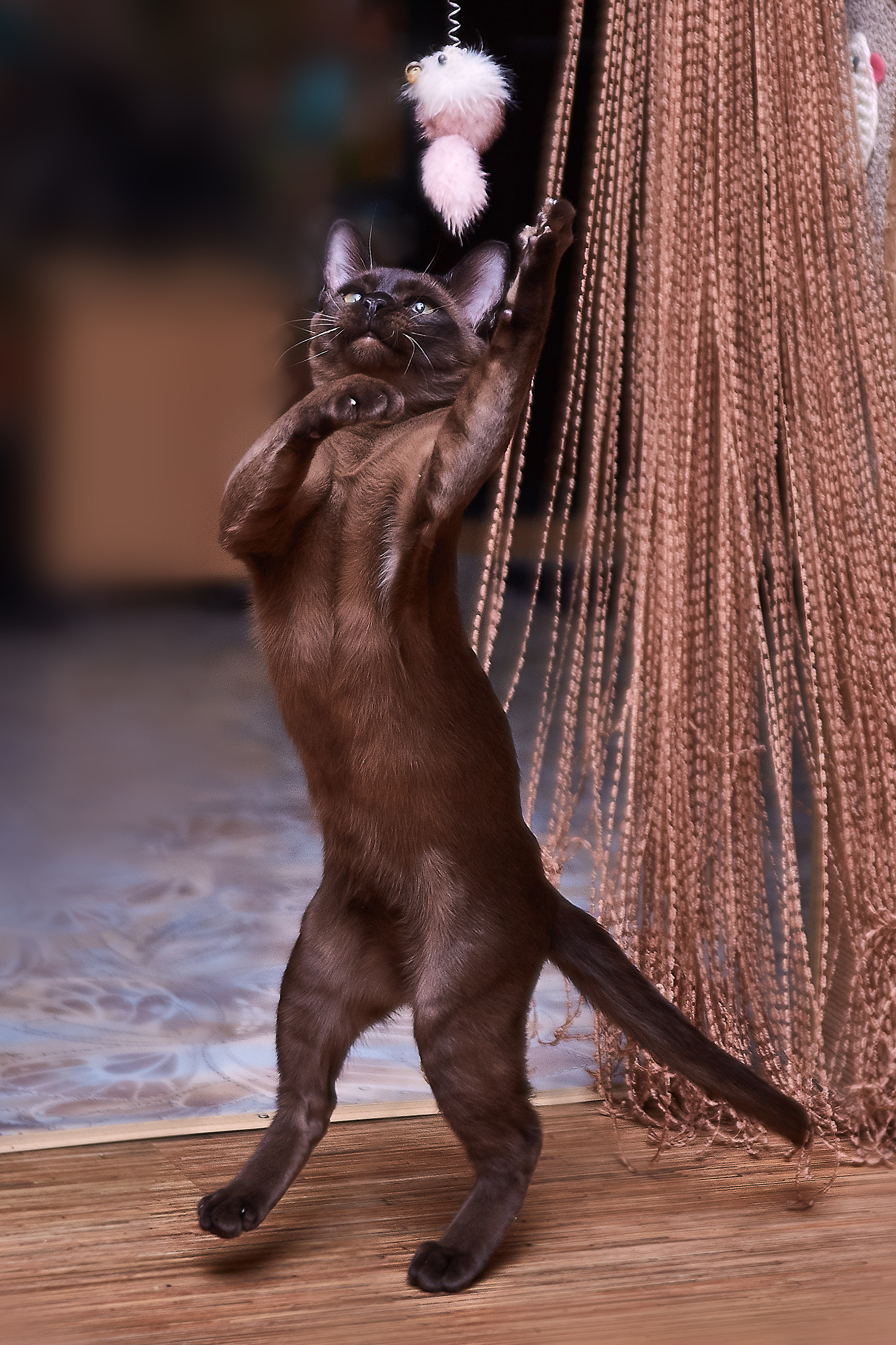 Фотосессии с домашними питомцами