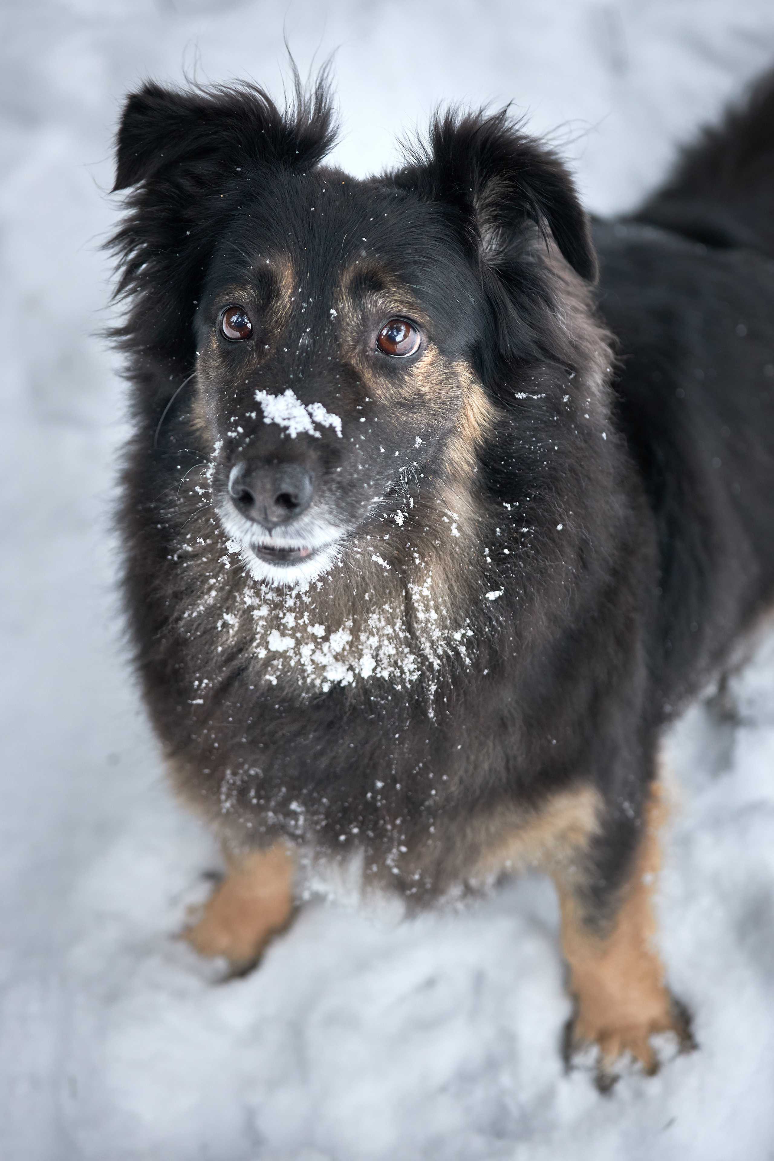 Фотосессии с домашними питомцами