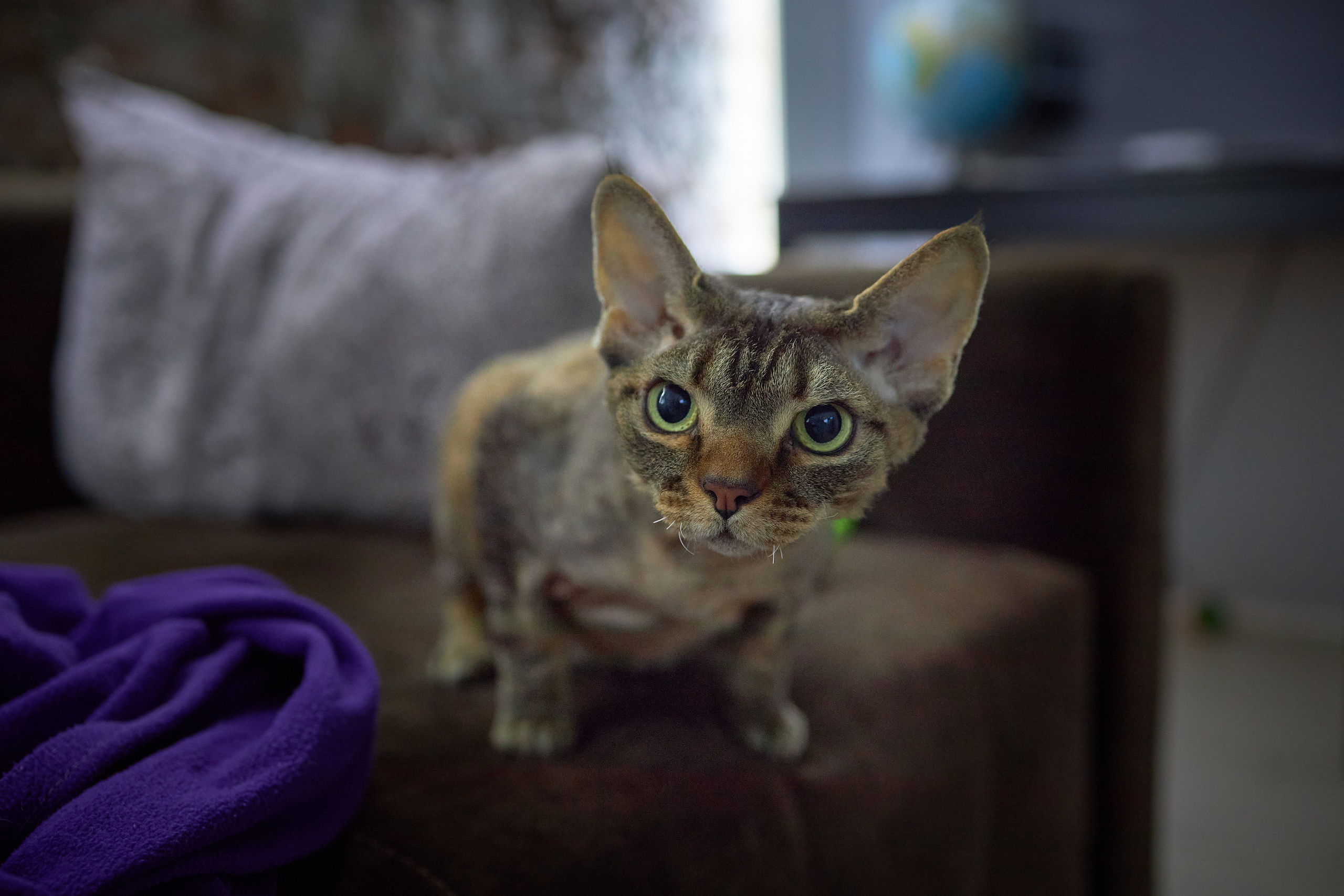 Фотосессии с домашними питомцами