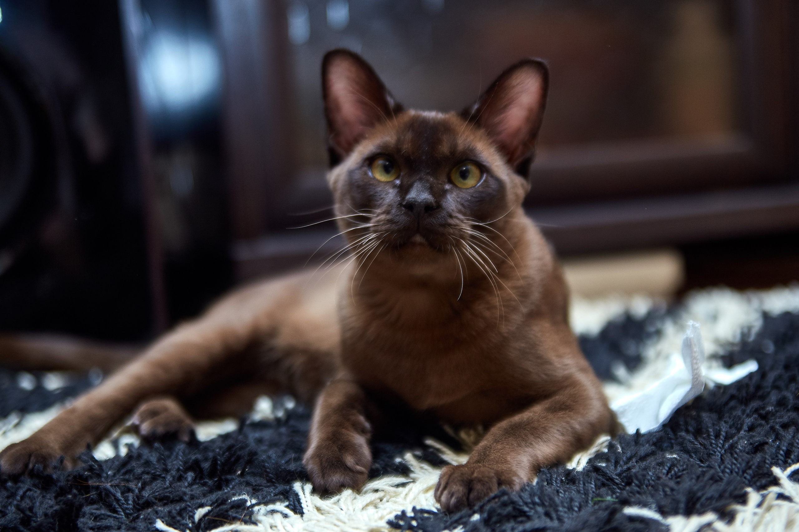 Фотосессии с домашними питомцами