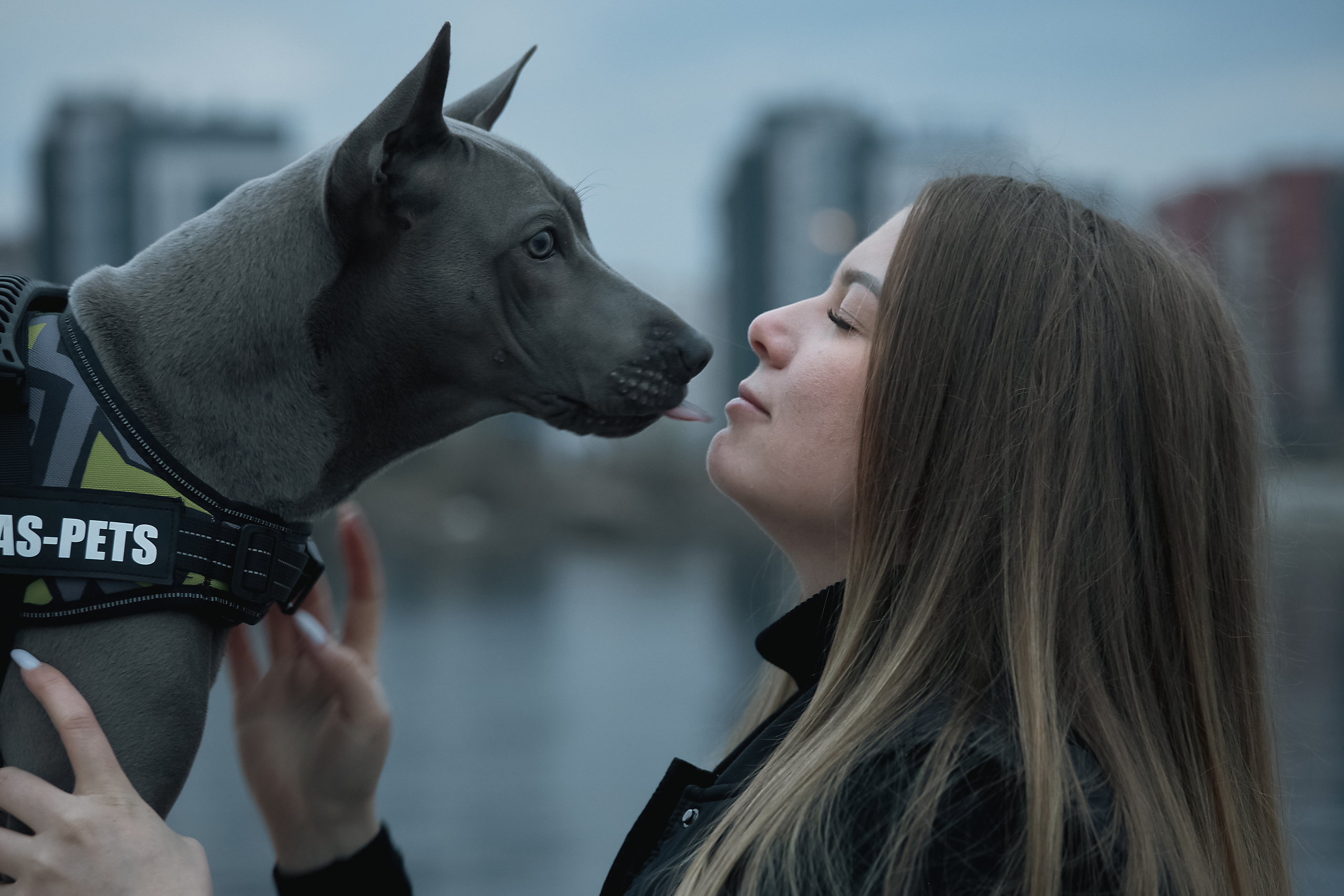 Фотосессии с домашними питомцами