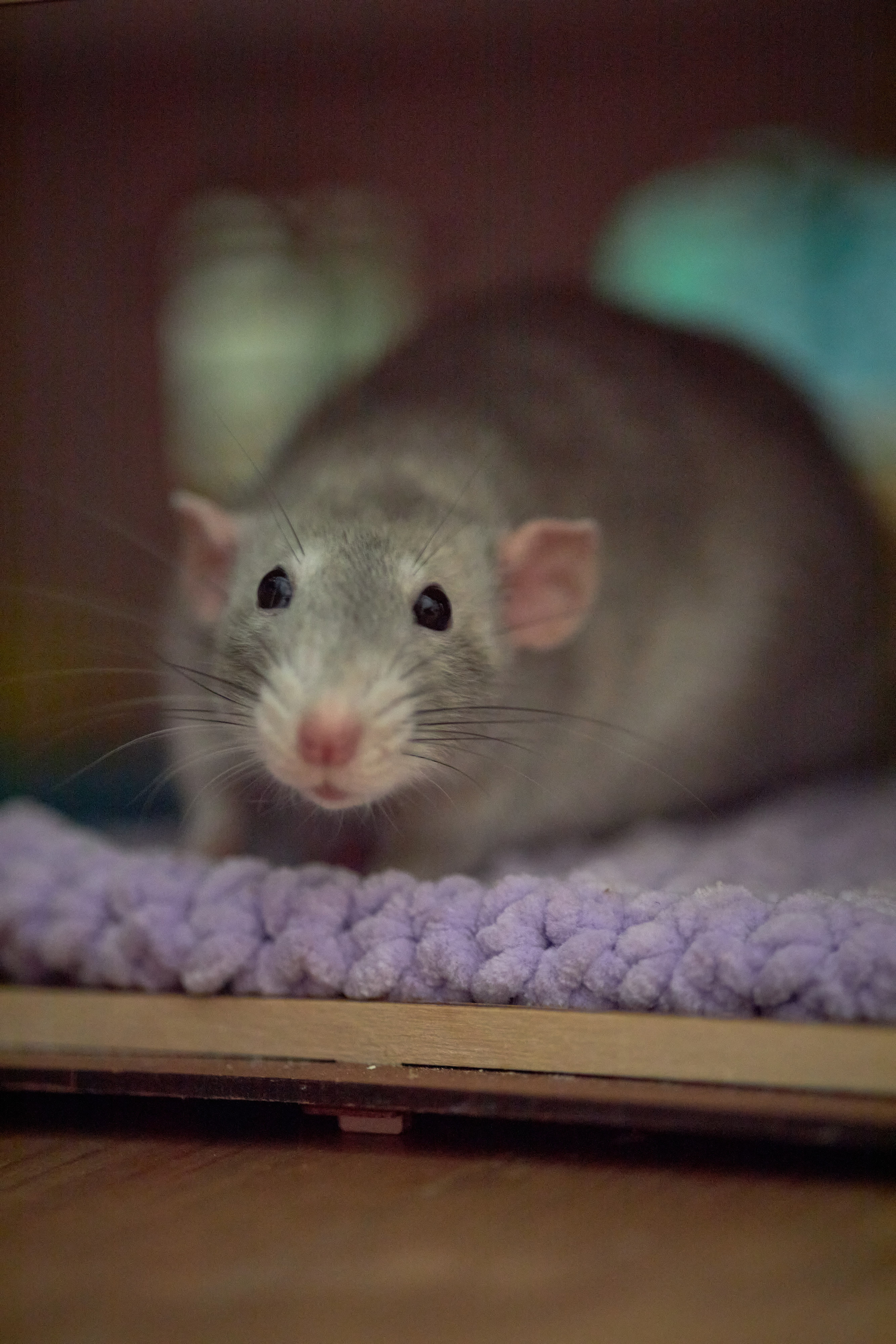 Фотосессии с домашними питомцами