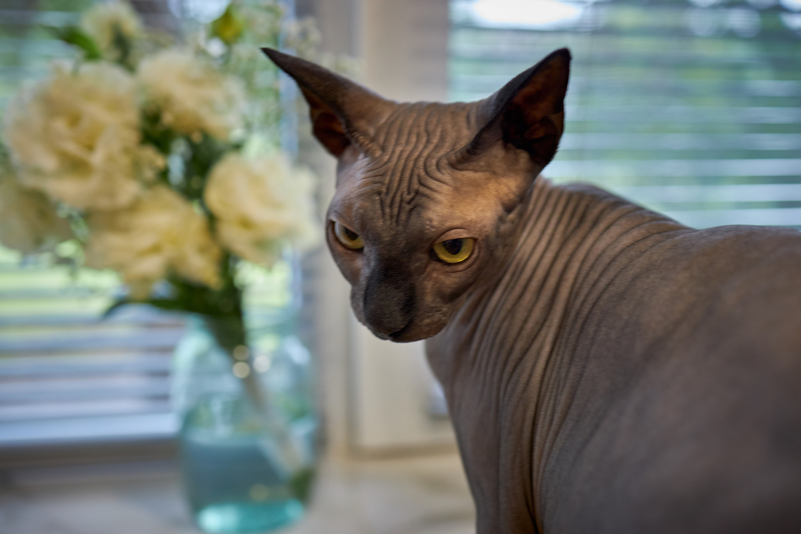 Фотосессии с домашними питомцами