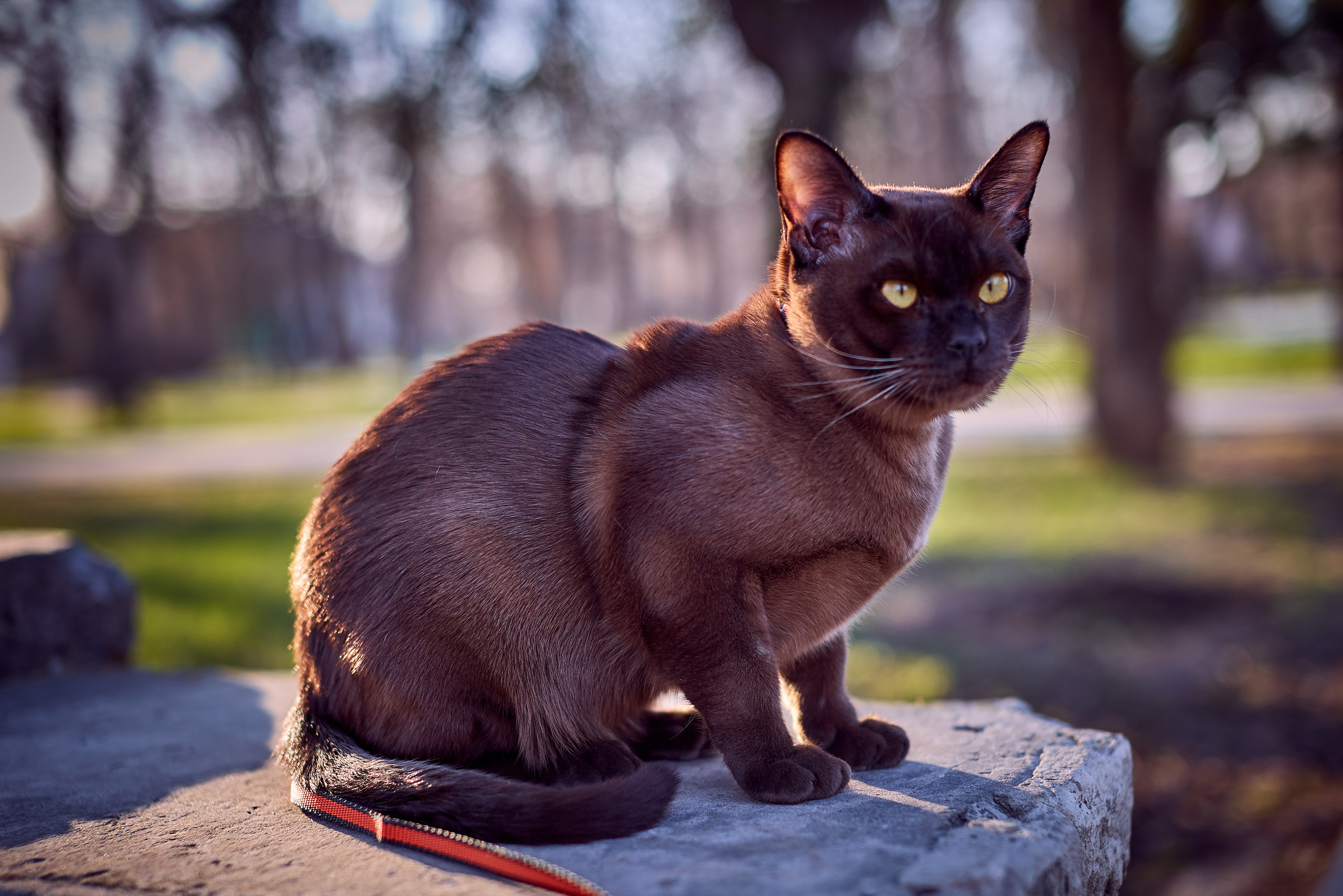 Фотосессии с домашними питомцами