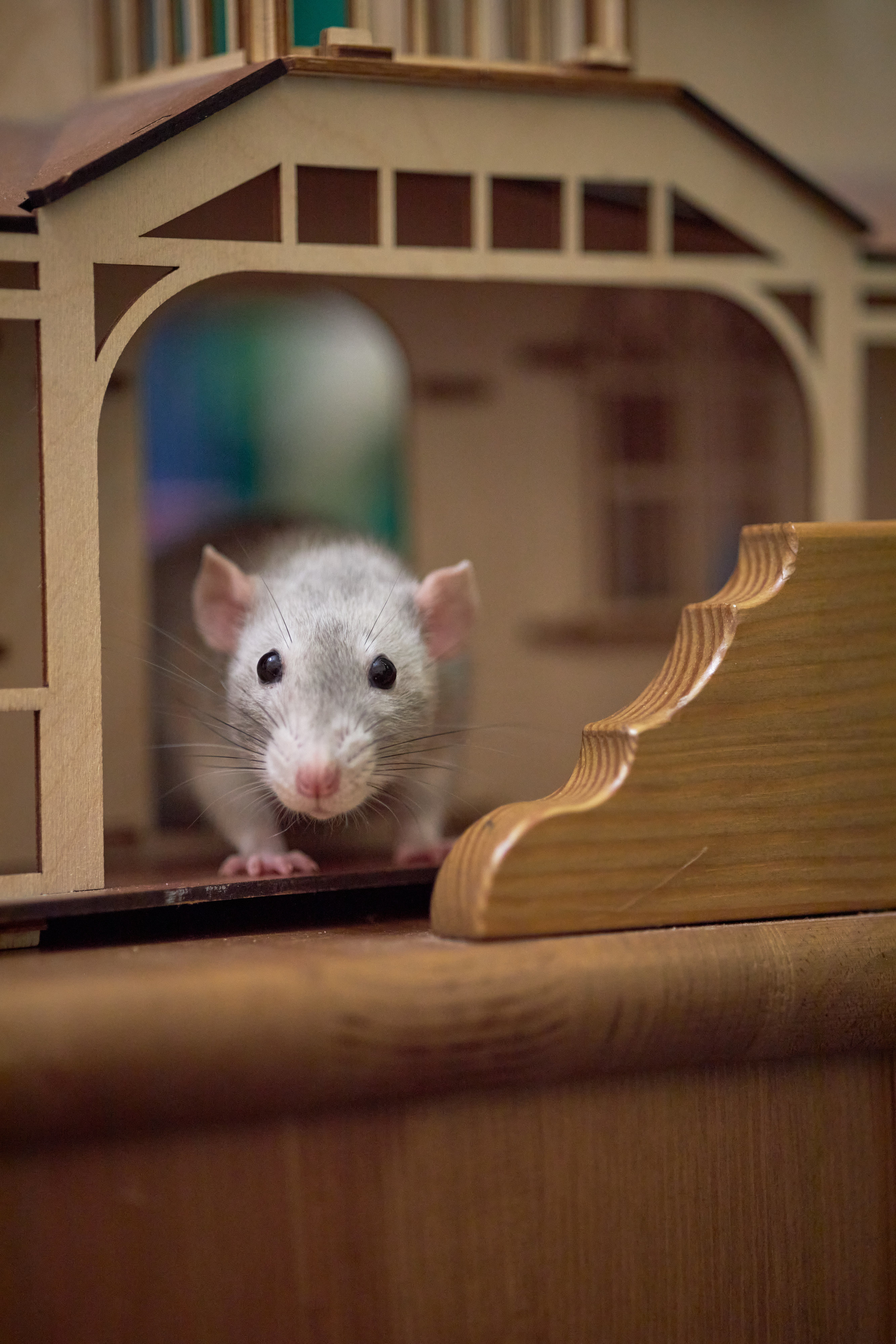 Фотосессии с домашними питомцами