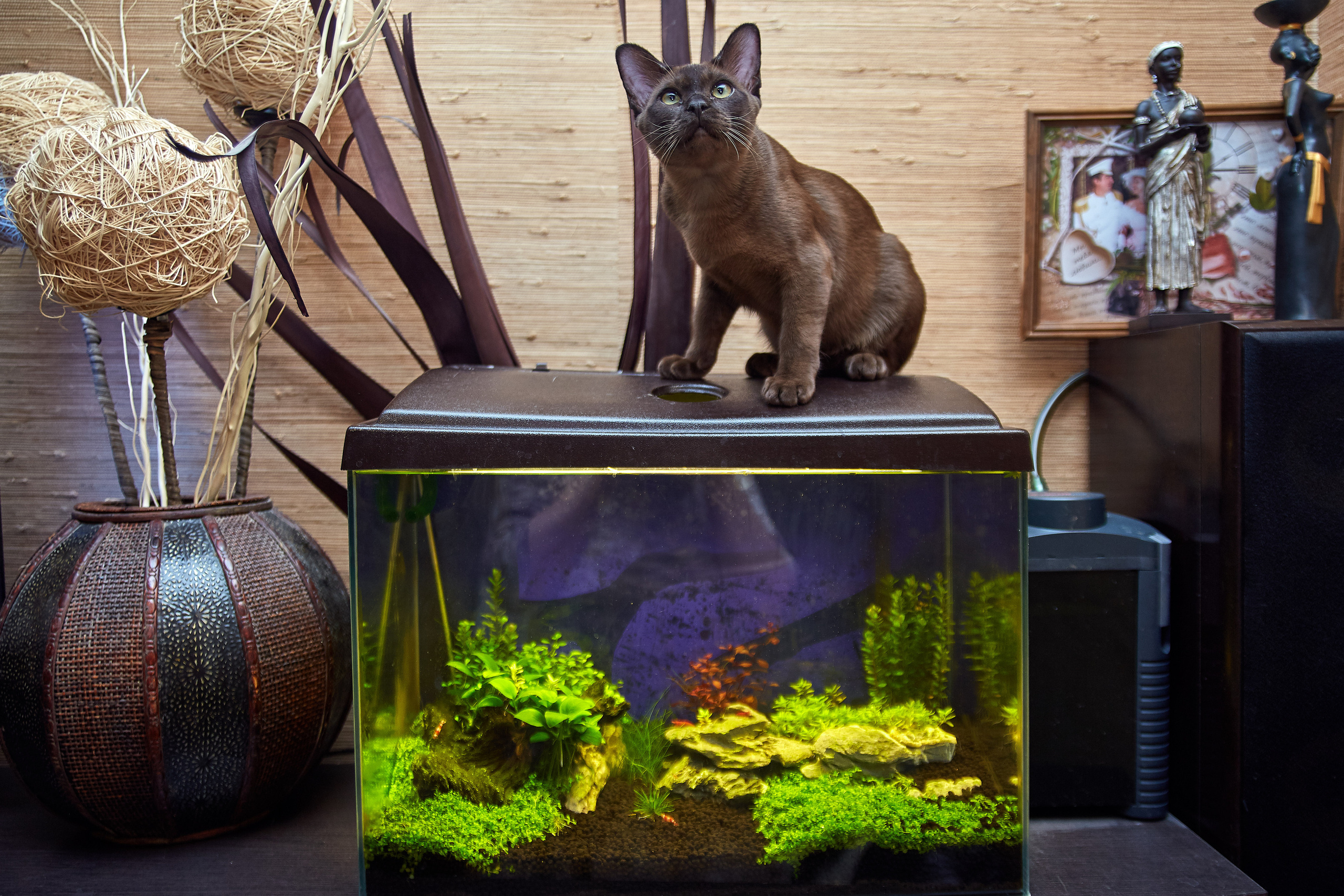 Фотосессии с домашними питомцами