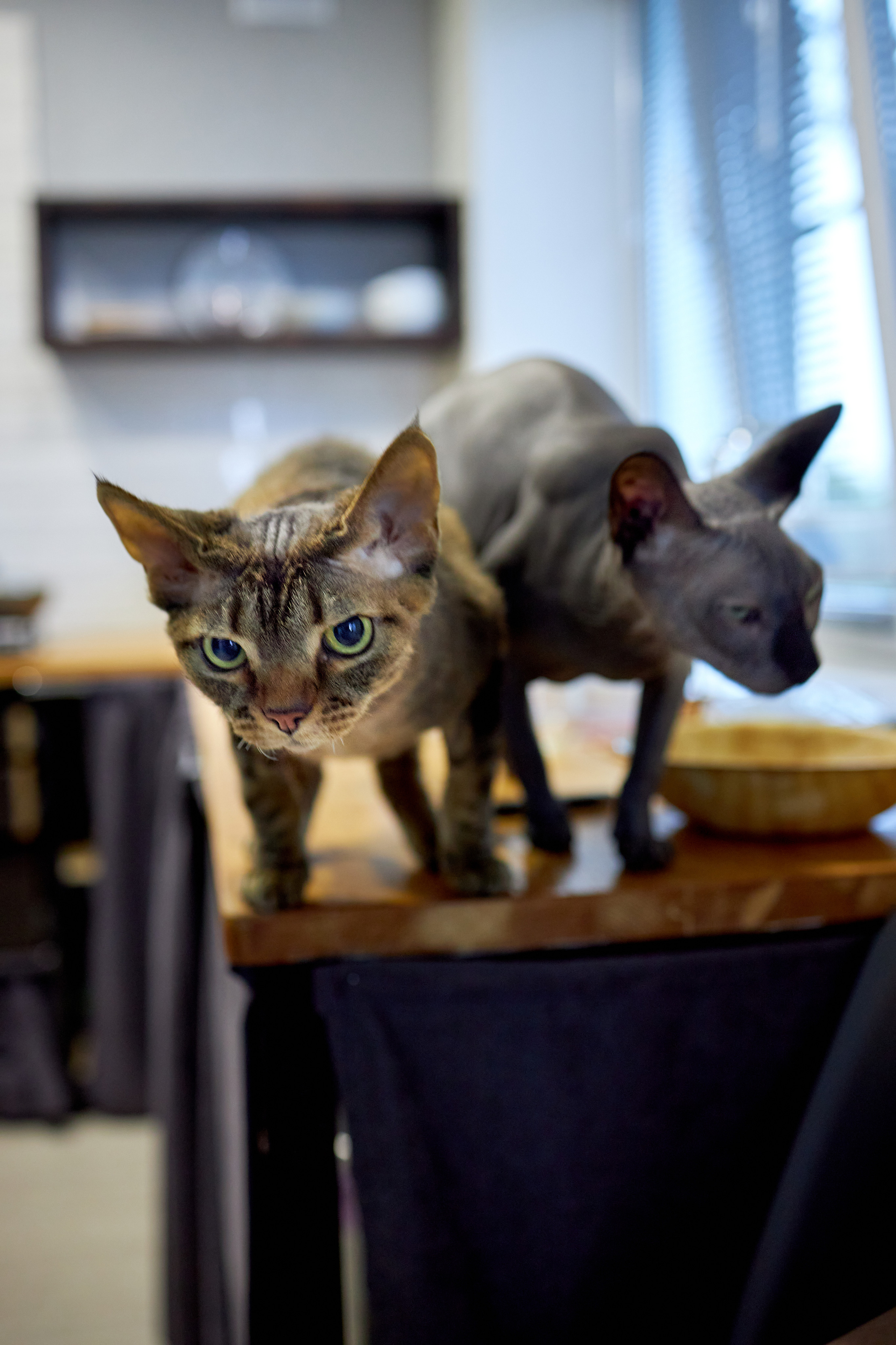 Фотосессии с домашними питомцами