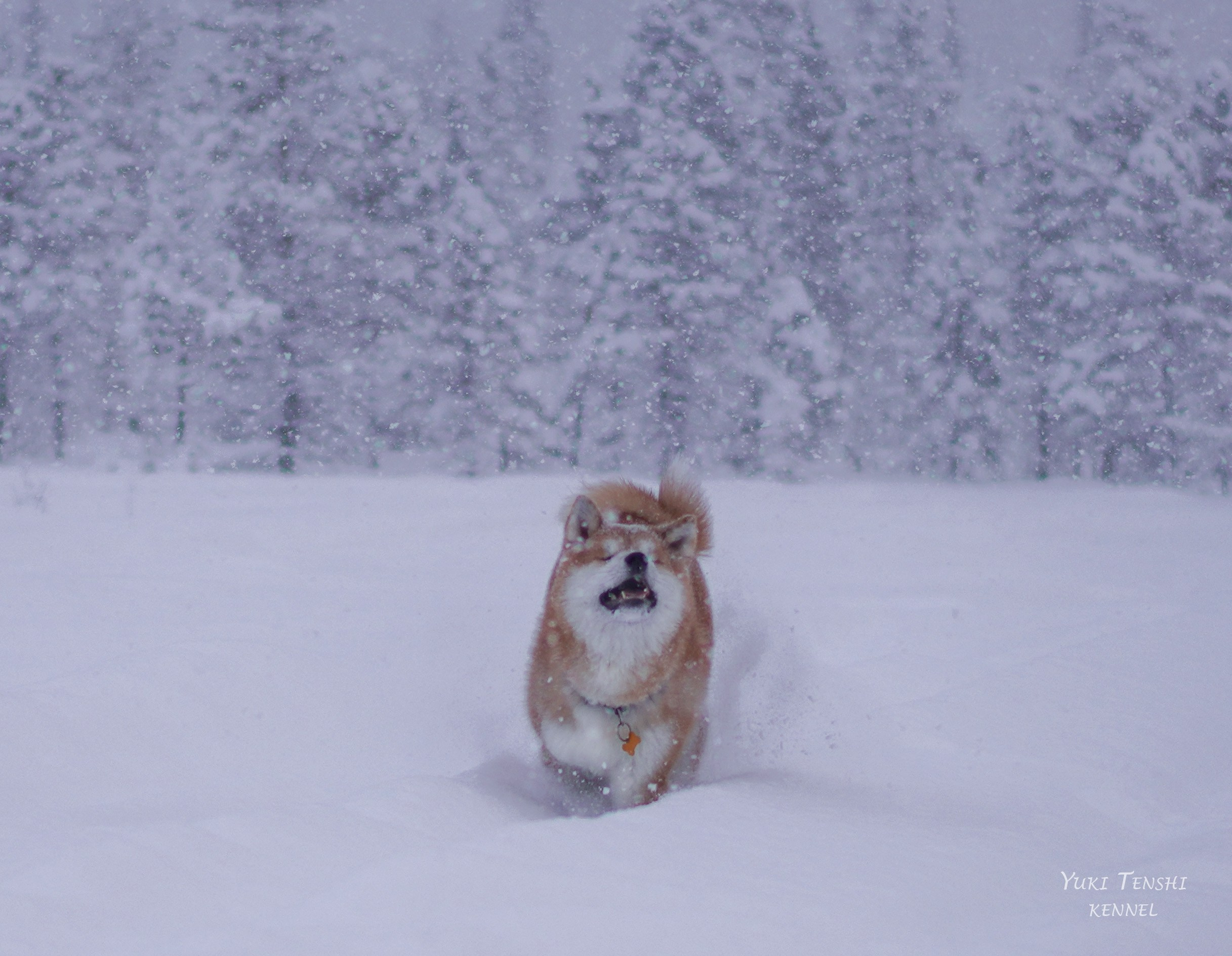 Природа и животные. Творческий фотограф Ирина Баландина.  Санкт-Петербург, Мурманск