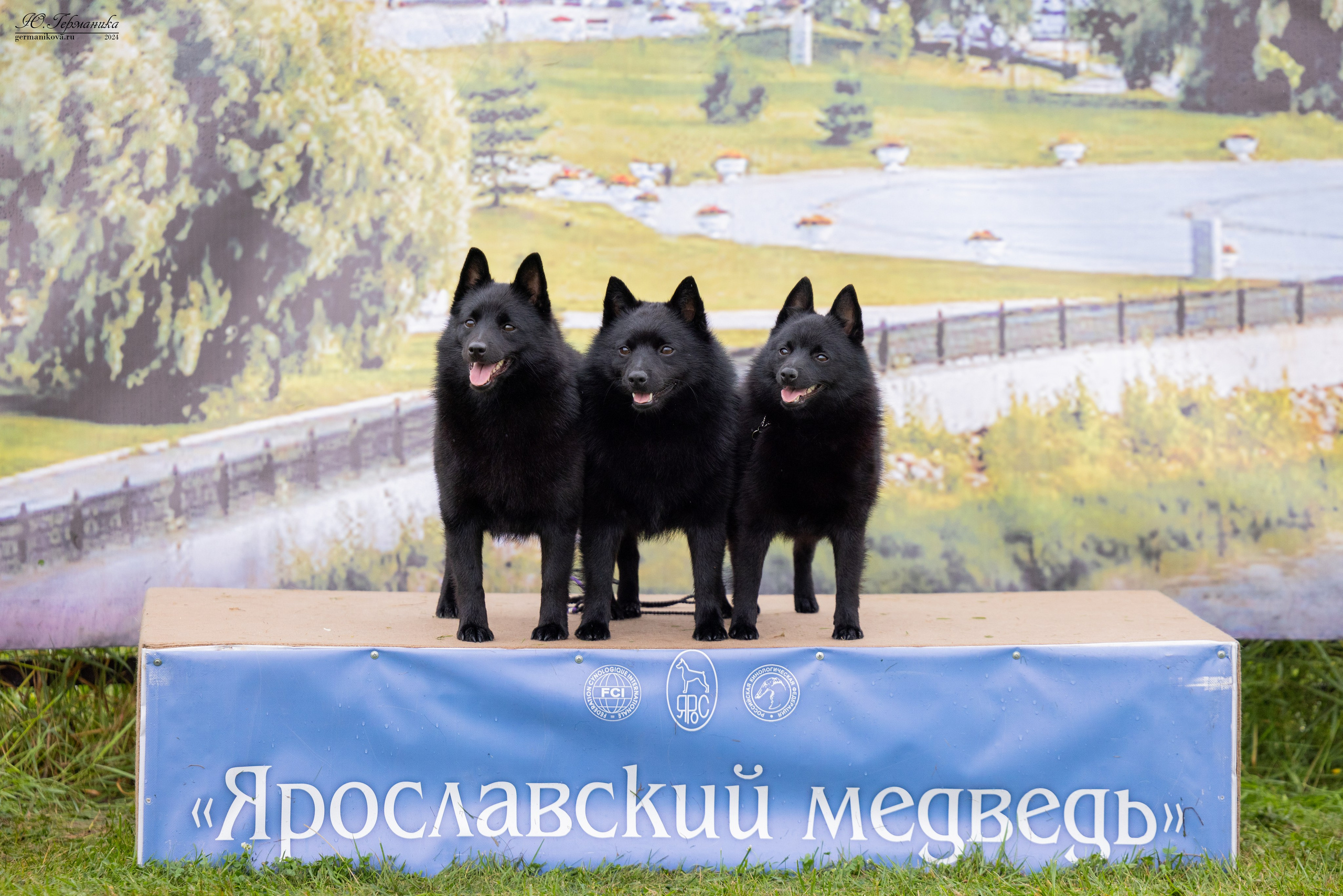 Ярославль 21.07.24 и Балашиха 13.07.24. Фотограф-анималист Юлия Германика