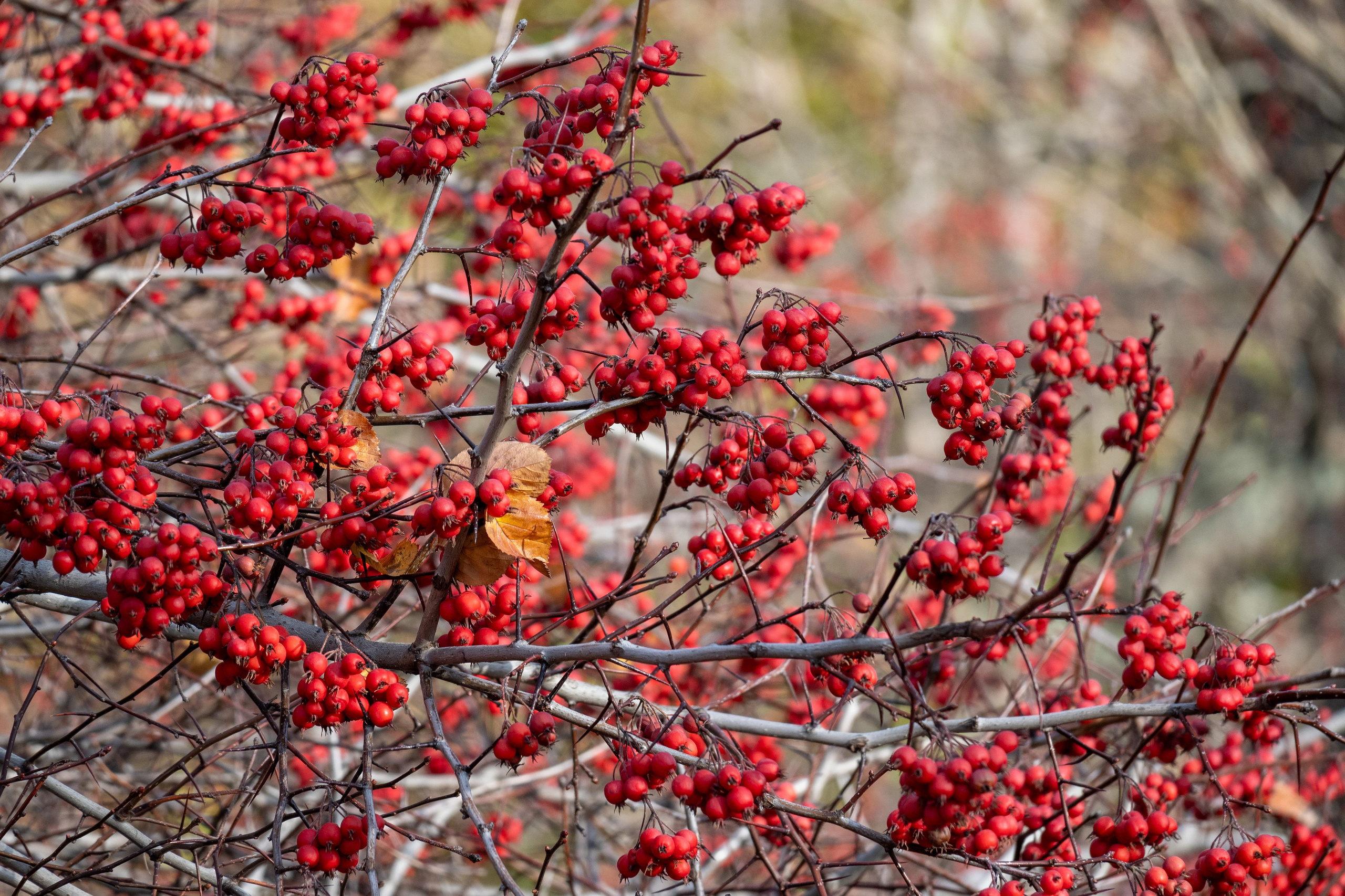 20241110 ГУМ и Кремль. Дмитрий Ремизов. Фотография, как хобби