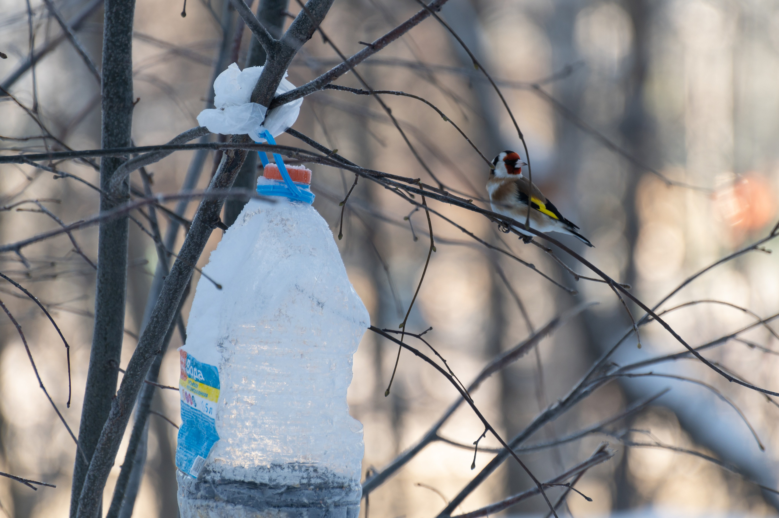 20240120 Воробьёвы горы. Дмитрий Ремизов. Фотография, как хобби