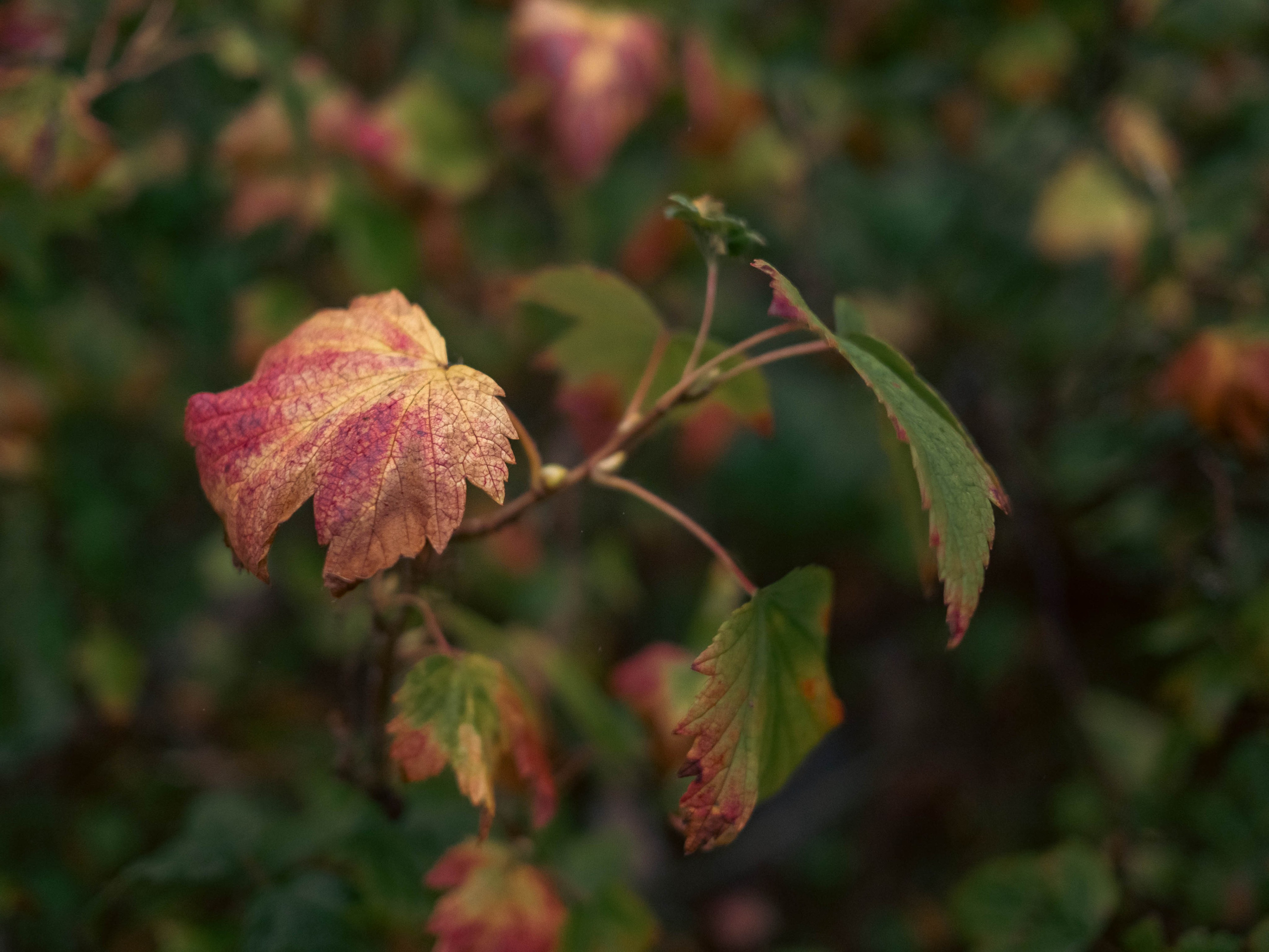 20230916 Дача. Дмитрий Ремизов. Фотография, как хобби