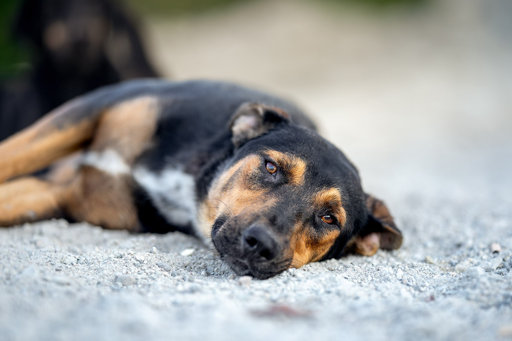 Кураторские питомцы с Пластунки. Ирина Голомб|Фотограф-анималист в  Сочи и Калининграде