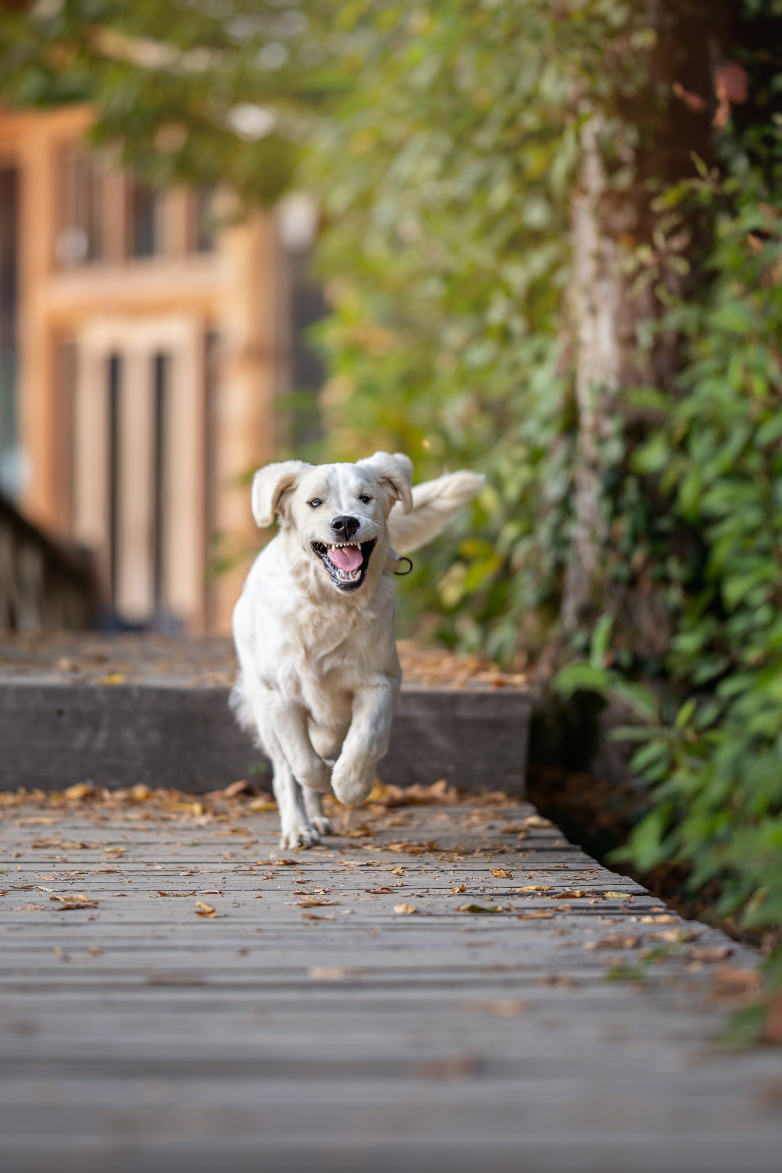 Асти, Делфи и Фреска, Голден Ретриверы. Ирина Голомб|Фотограф-анималист в  Сочи и Калининграде