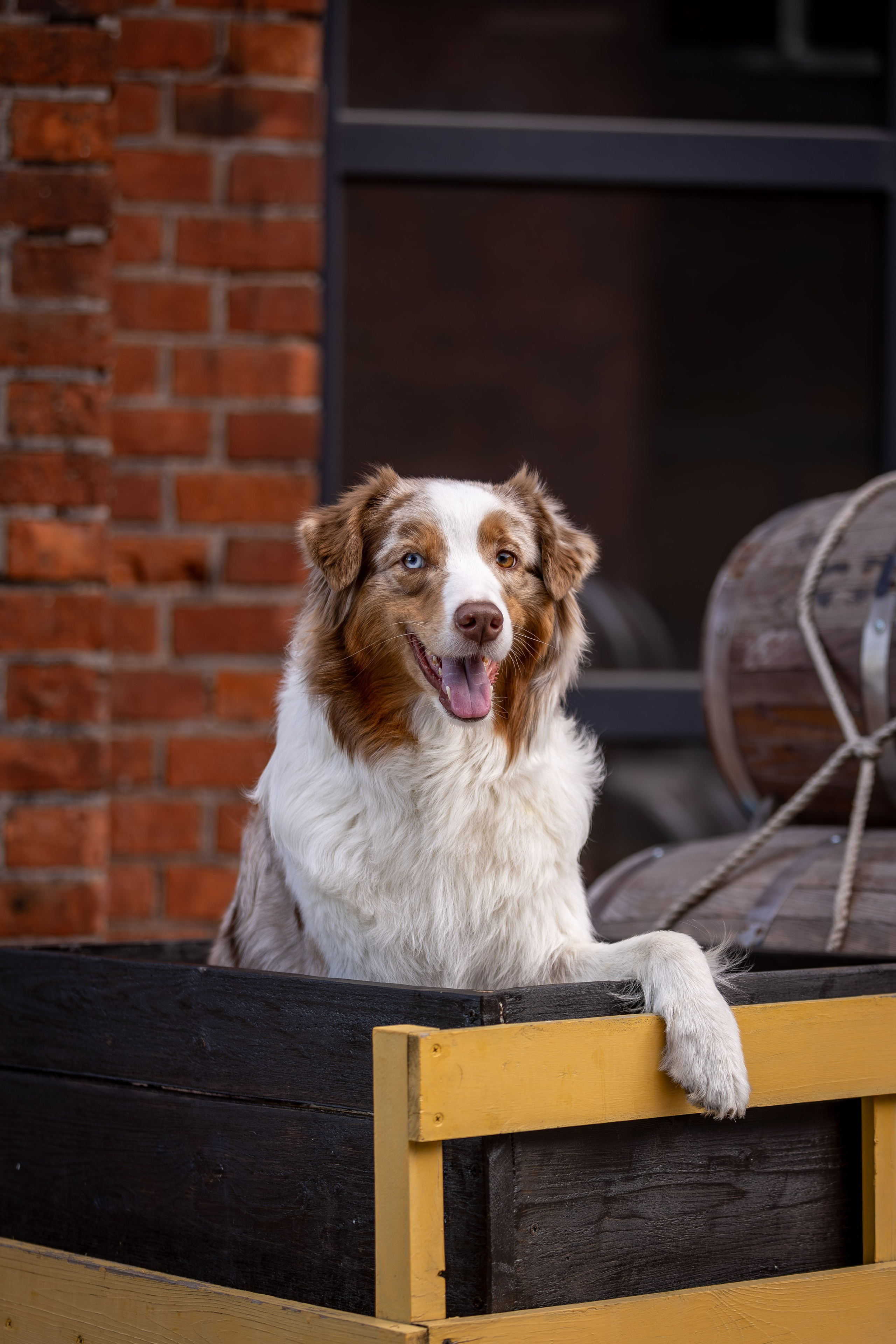 Полли, Австралийская Овчарка. Ирина Голомб|Фотограф-анималист в  Сочи и Калининграде