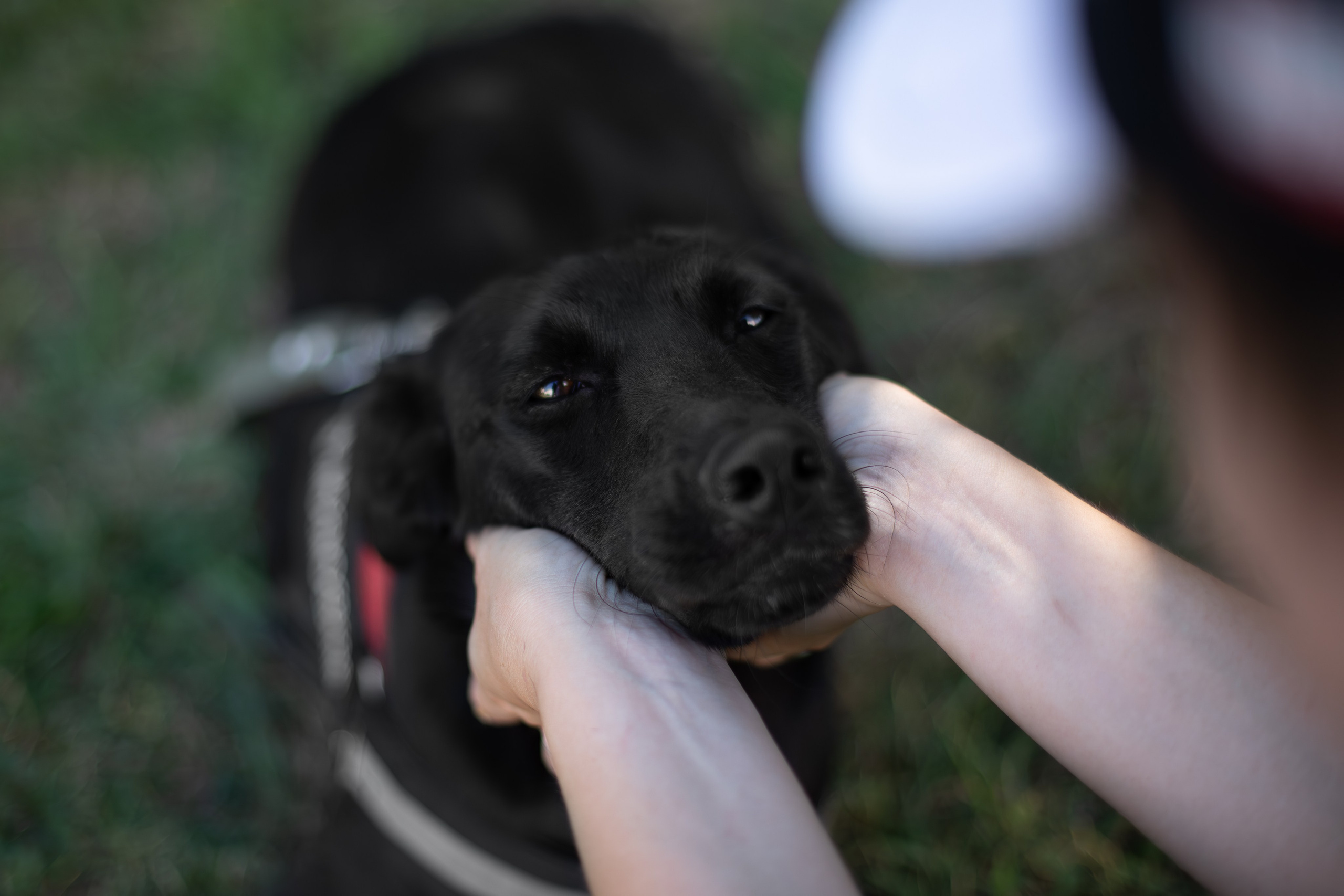 Кураторские питомцы Сириус. Ирина Голомб|Фотограф-анималист в  Сочи и Калининграде