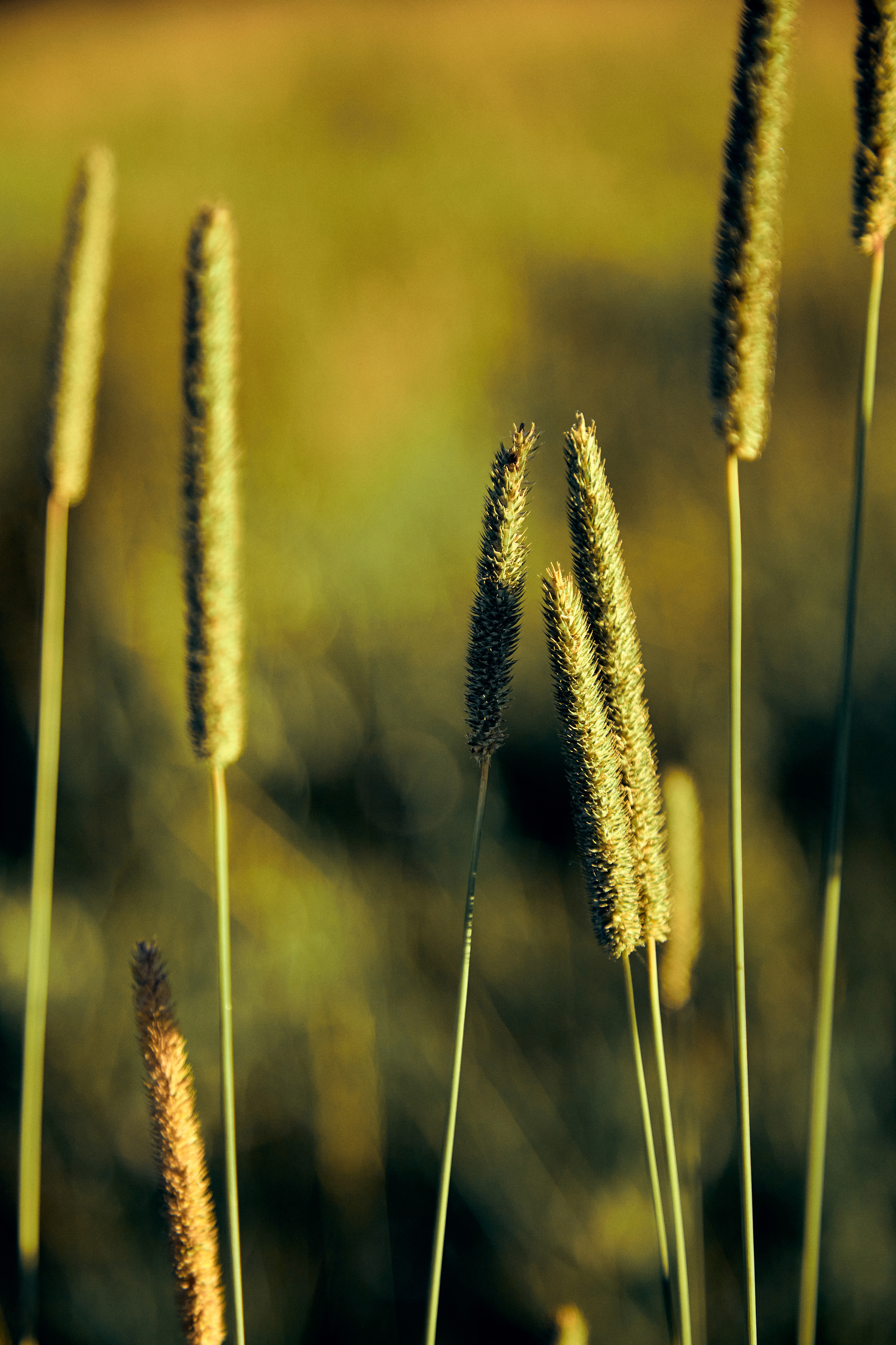 Солнечный вечер. Свадебный и семейный фотограф Наро-Фоминск, Москва