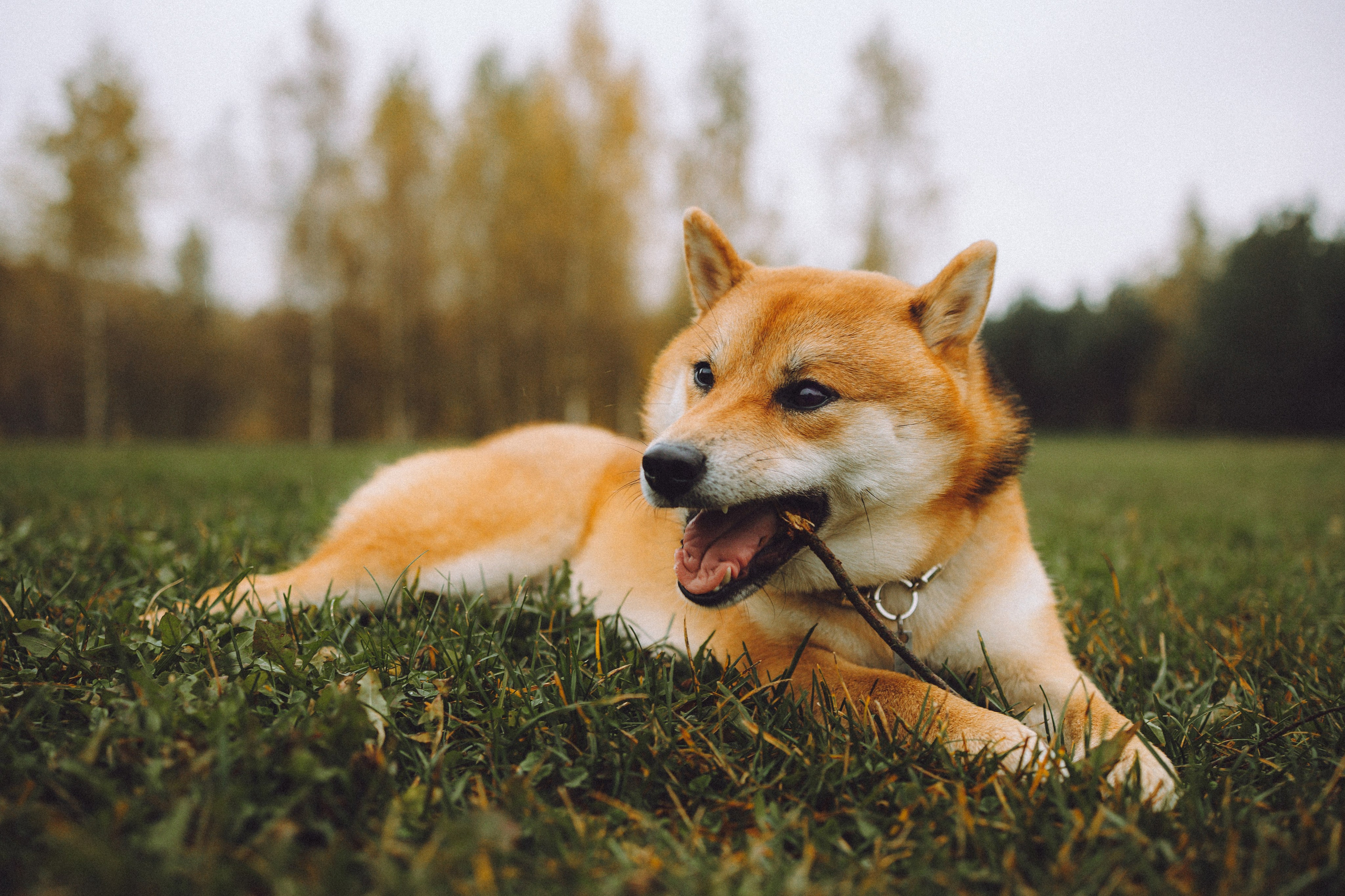 Настя, Юра и Скай