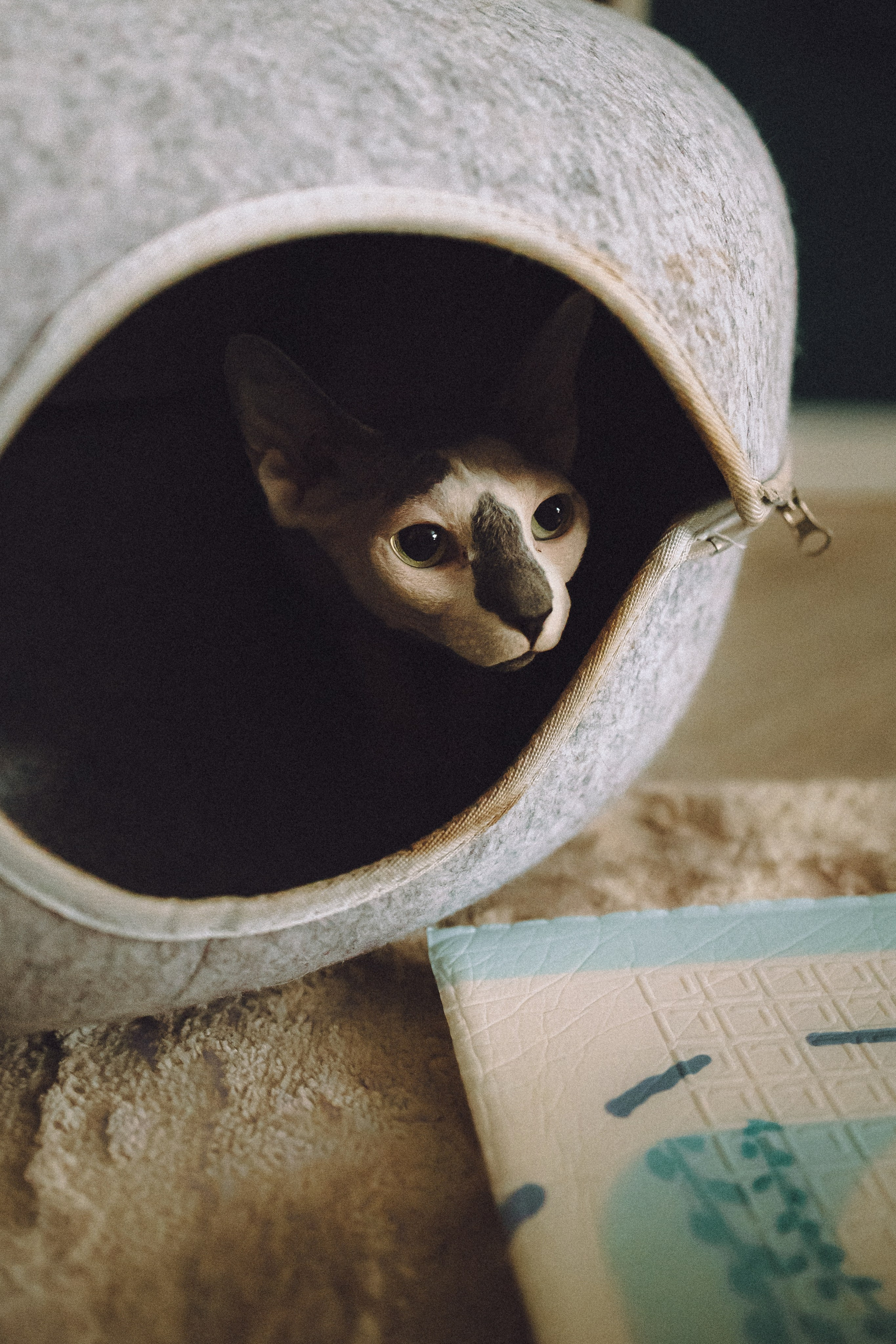 Топик и его семья