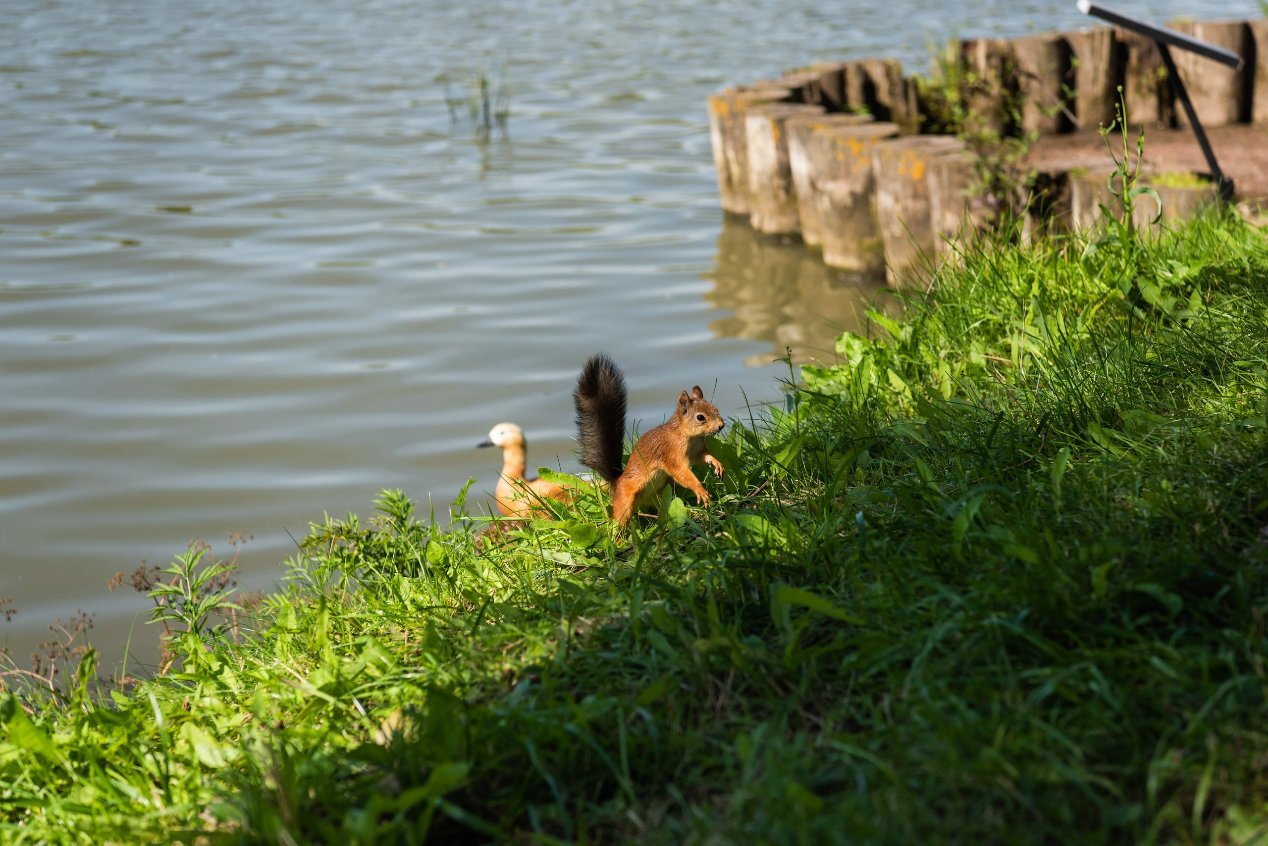 Виталий и Анна. Свадебный и арт-фотограф Кунецкая Диана