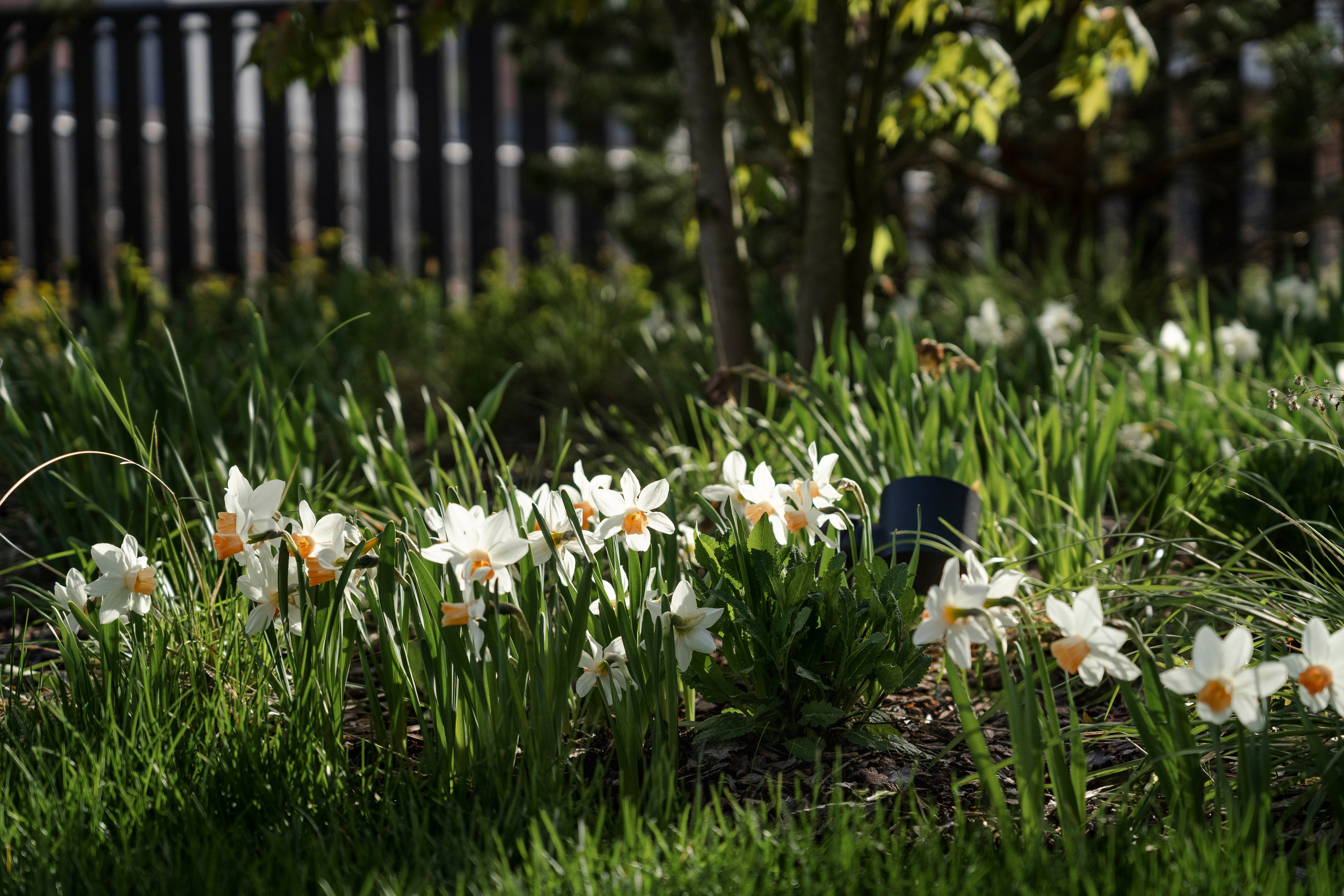 Blooming in the garden, Moscow region. Артамонов Александр | Архитектурный и ландшафтный фотограф