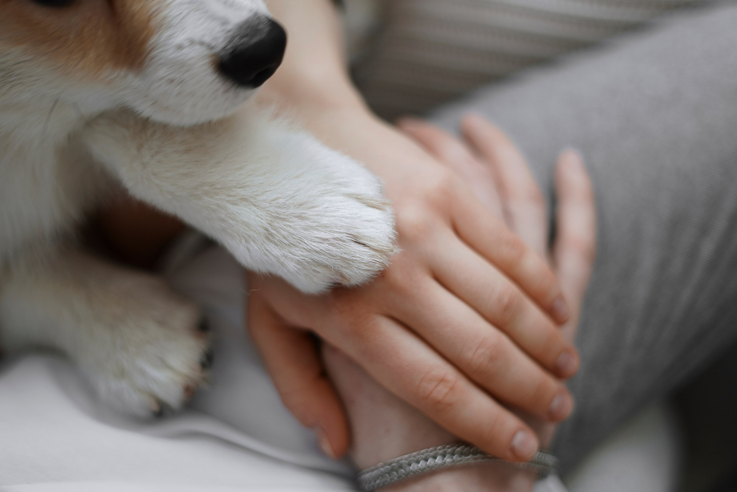 Антон&Марина&Дарси. Ваш фотограф Анастасия Болотникова