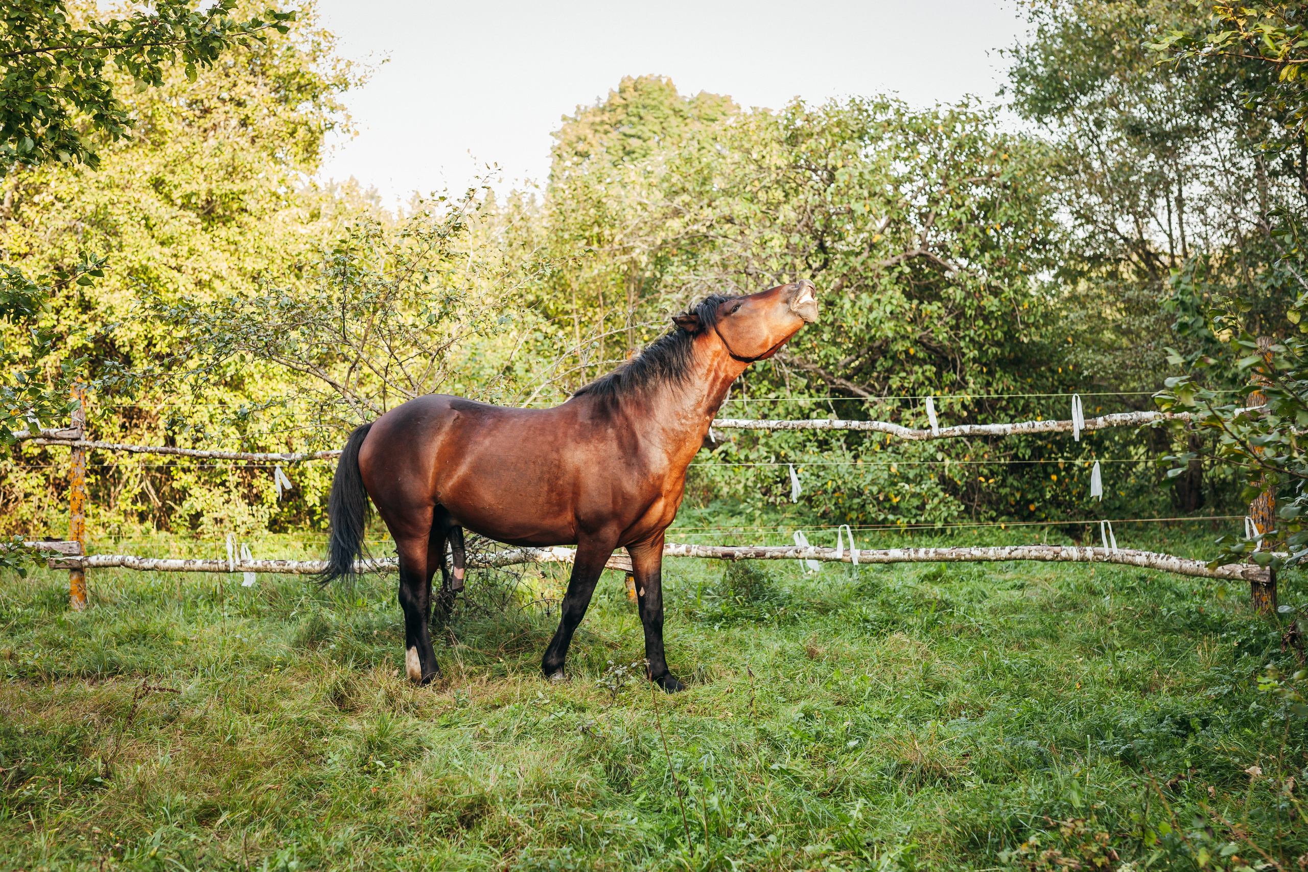 Репортаж для «Райского сада». Портретный и семейный фотограф в Минске