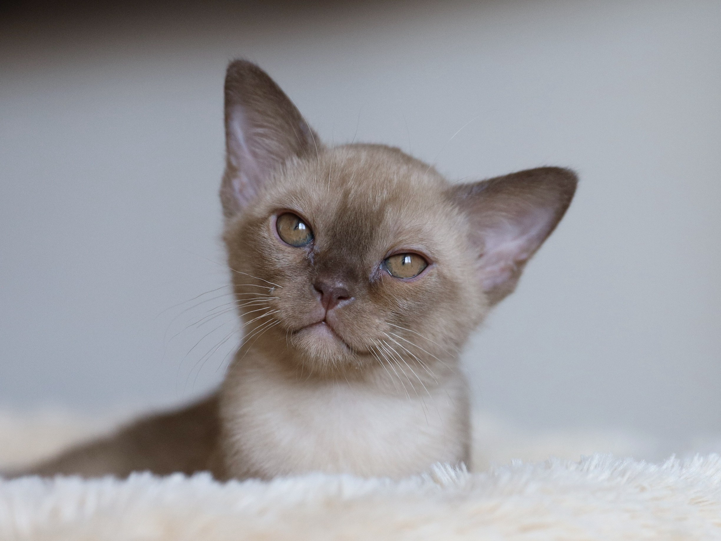 Casper. Cattery “Bouncy Life”