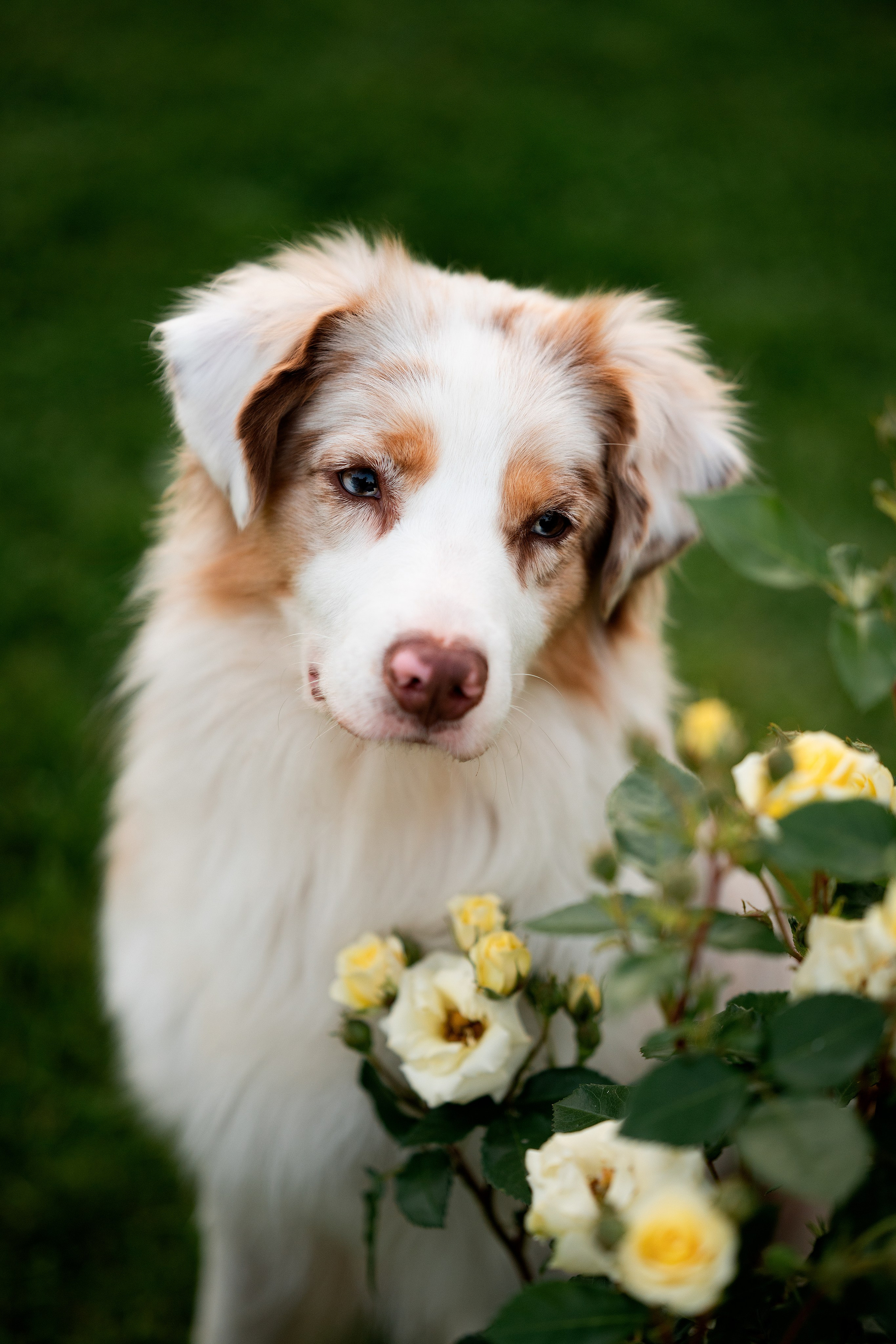 Заводчик Елизавета Степанова. Творческий фотограф Вологда