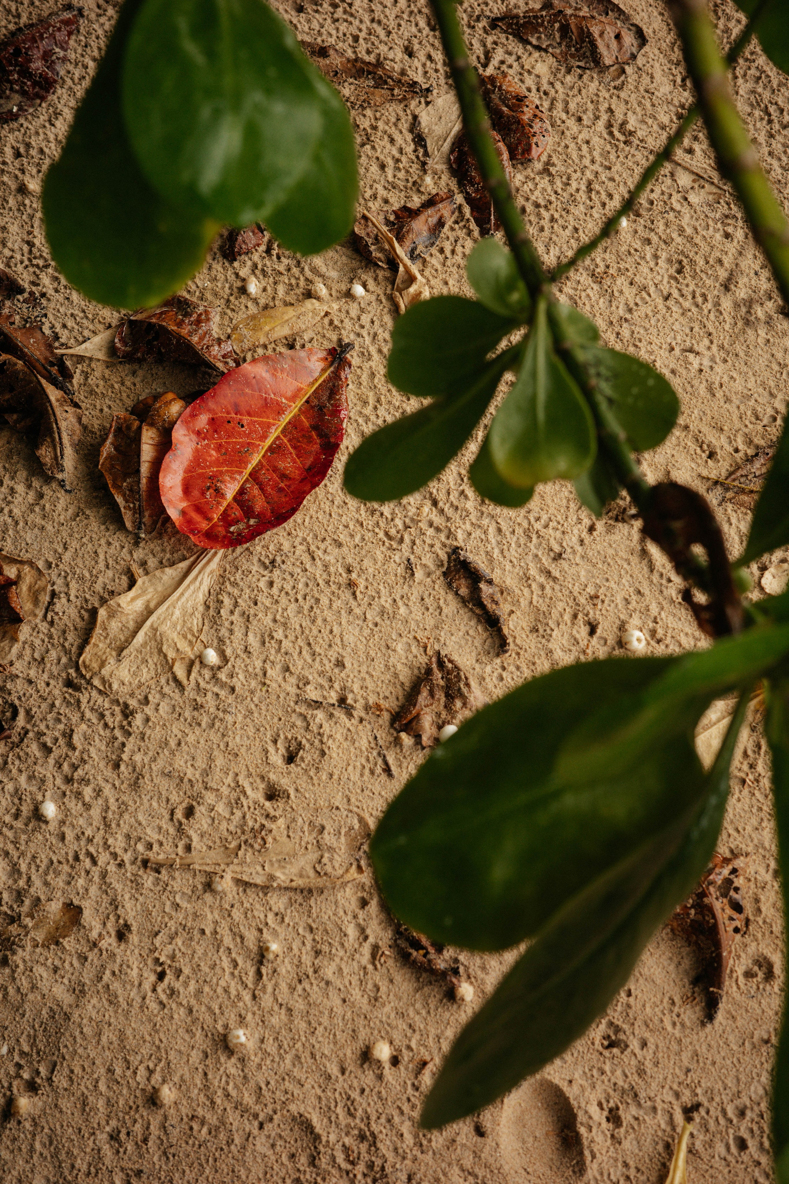 Тай, 2023. Свадебный фотограф Москва Александра Аверкова