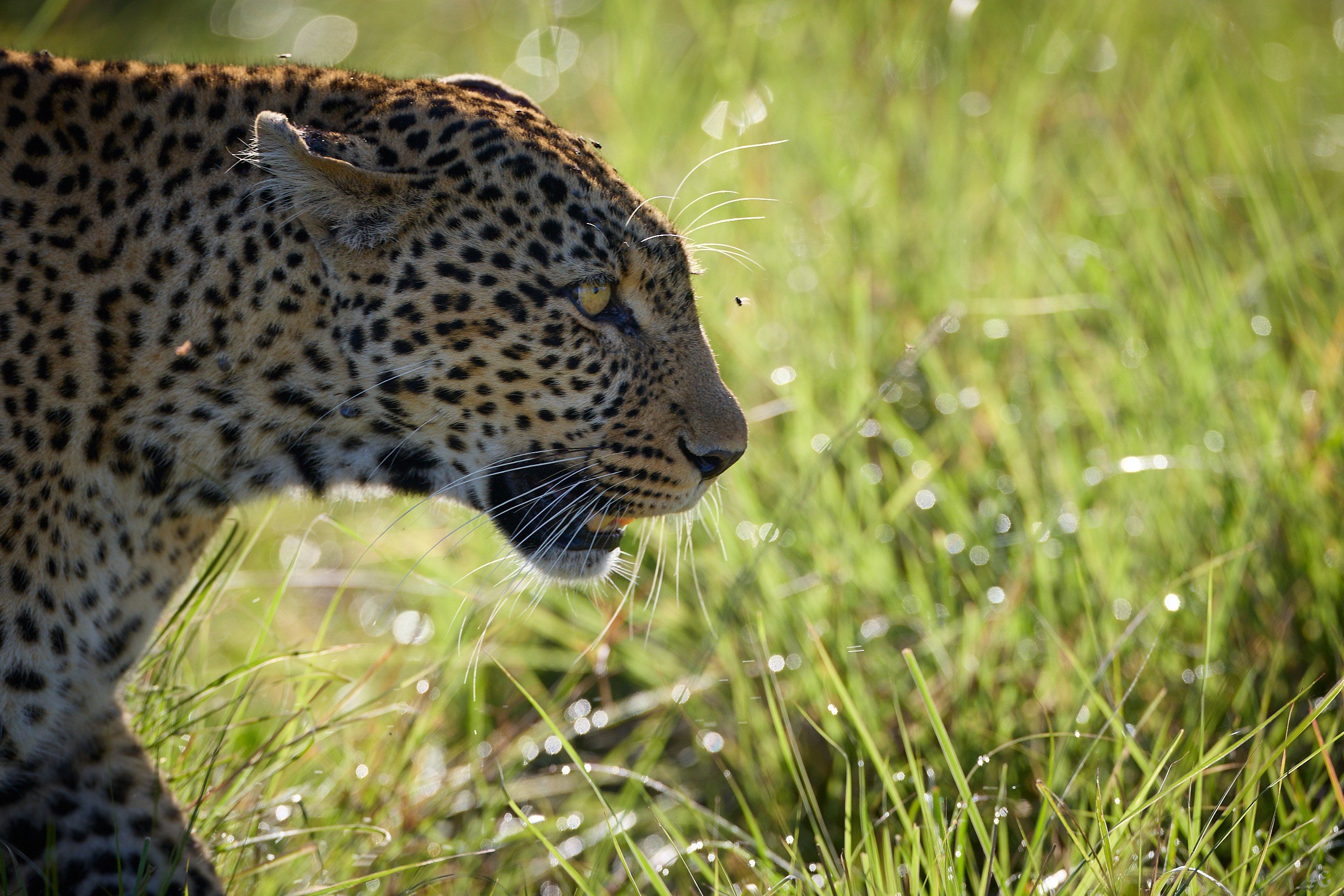 Гипнотизируем муху