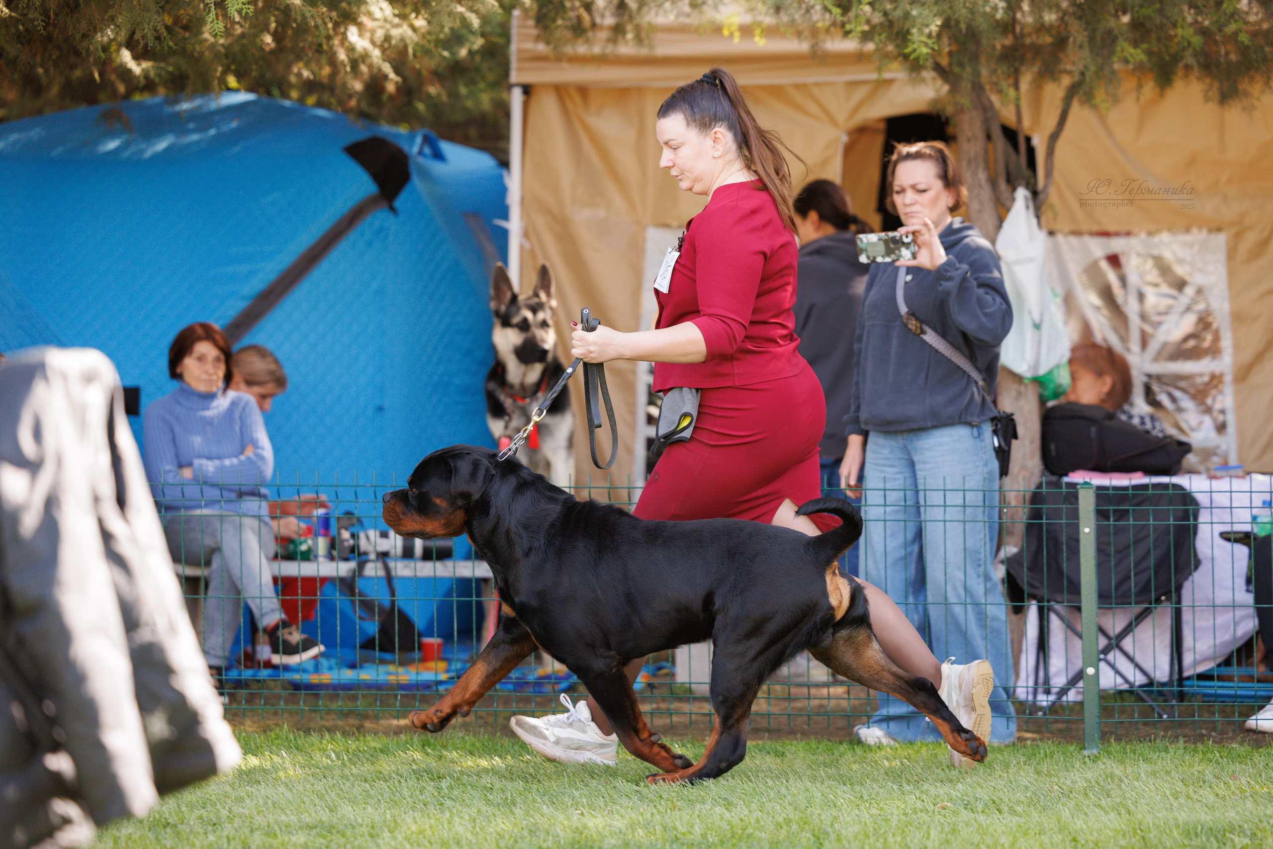 Бишкек 3х CACIB 26-28.09.2025. Фотограф-анималист Юлия Германика